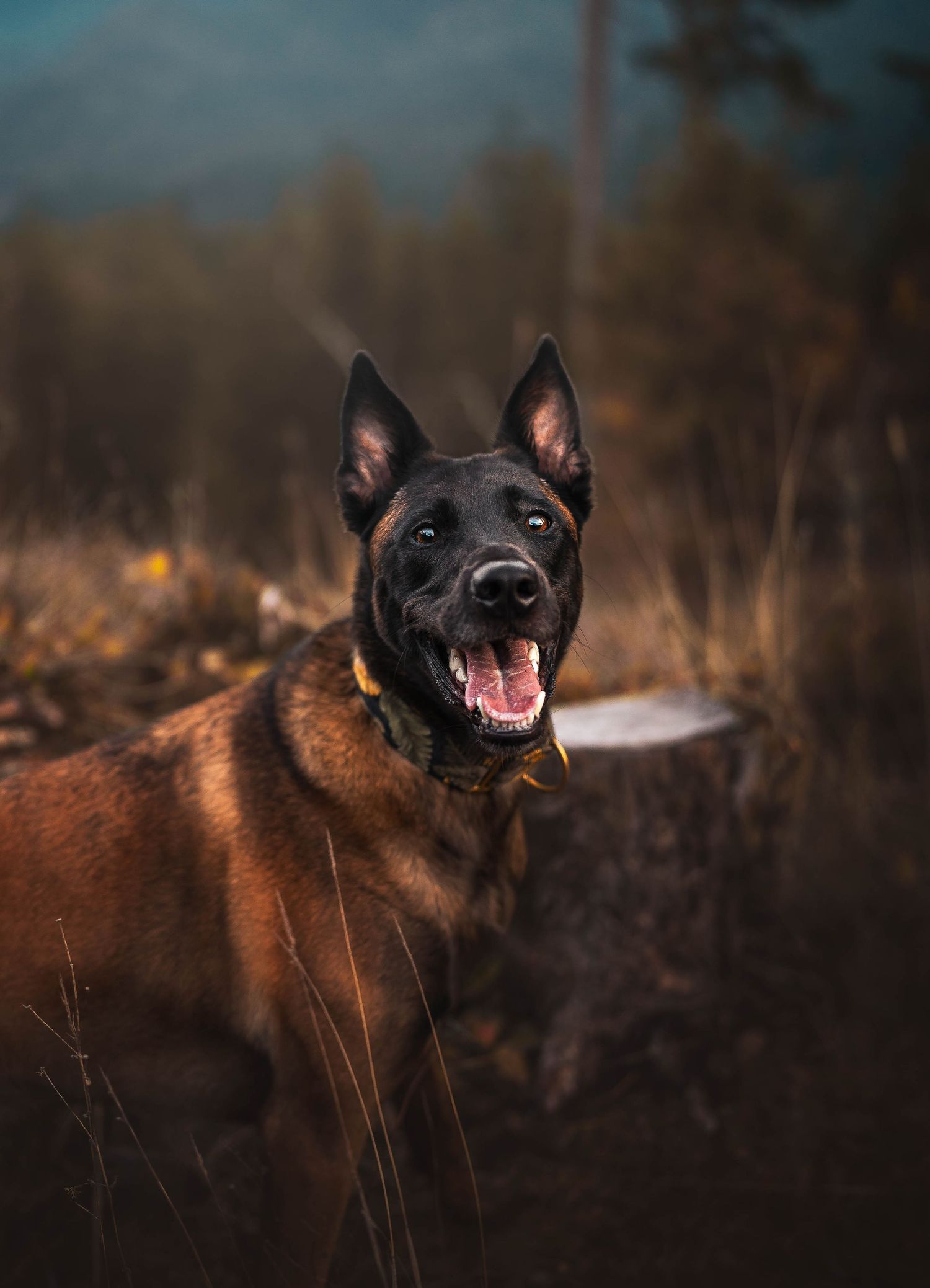 Dog Photography in the Olympic Peninsula