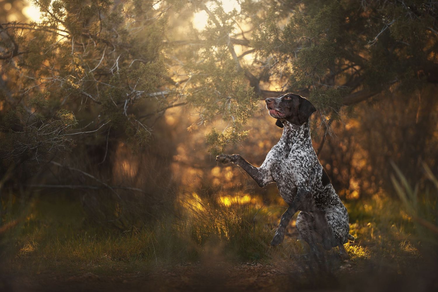 Dog Photography