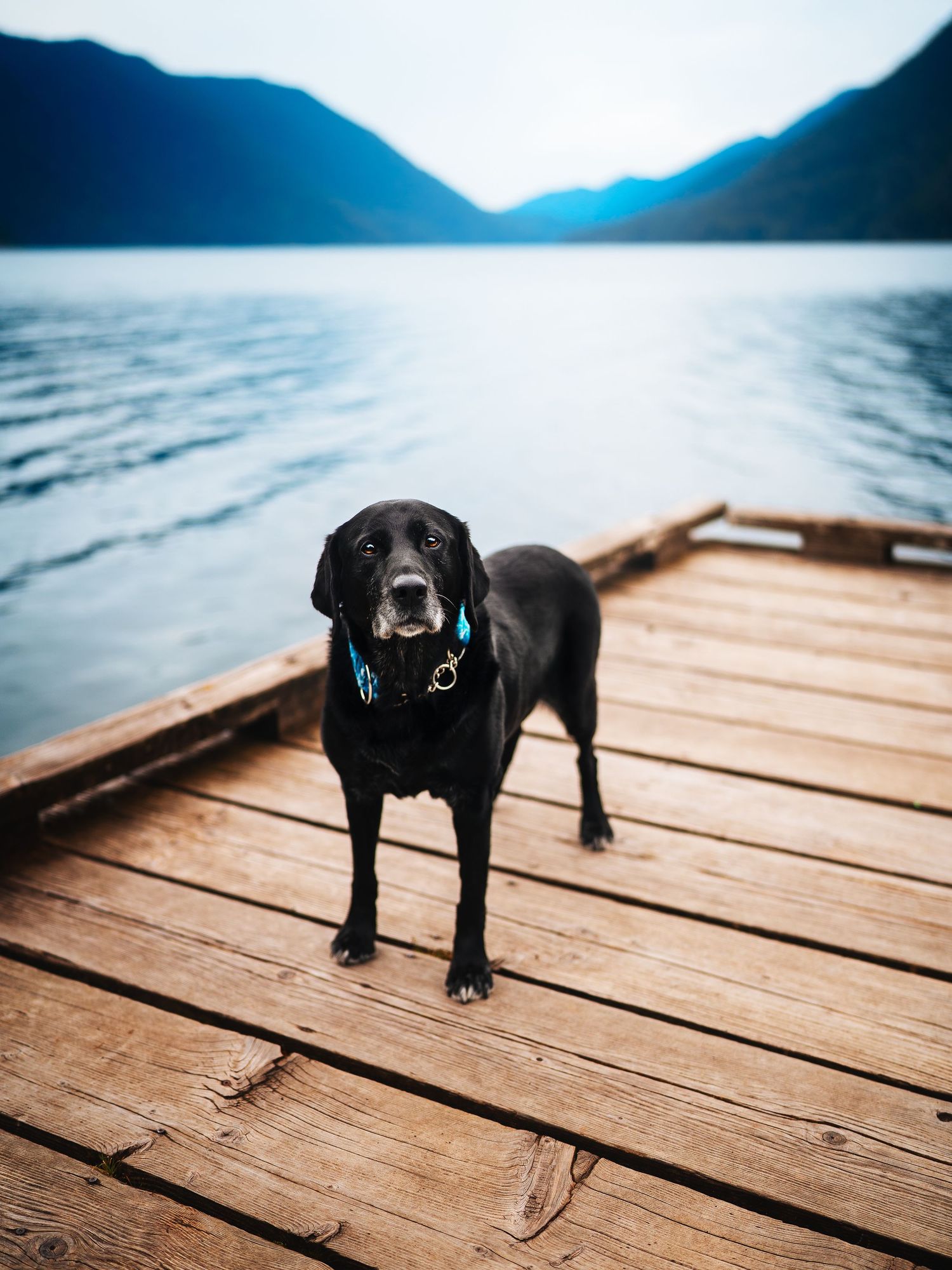 Dog Photography in the Olympic Peninsula