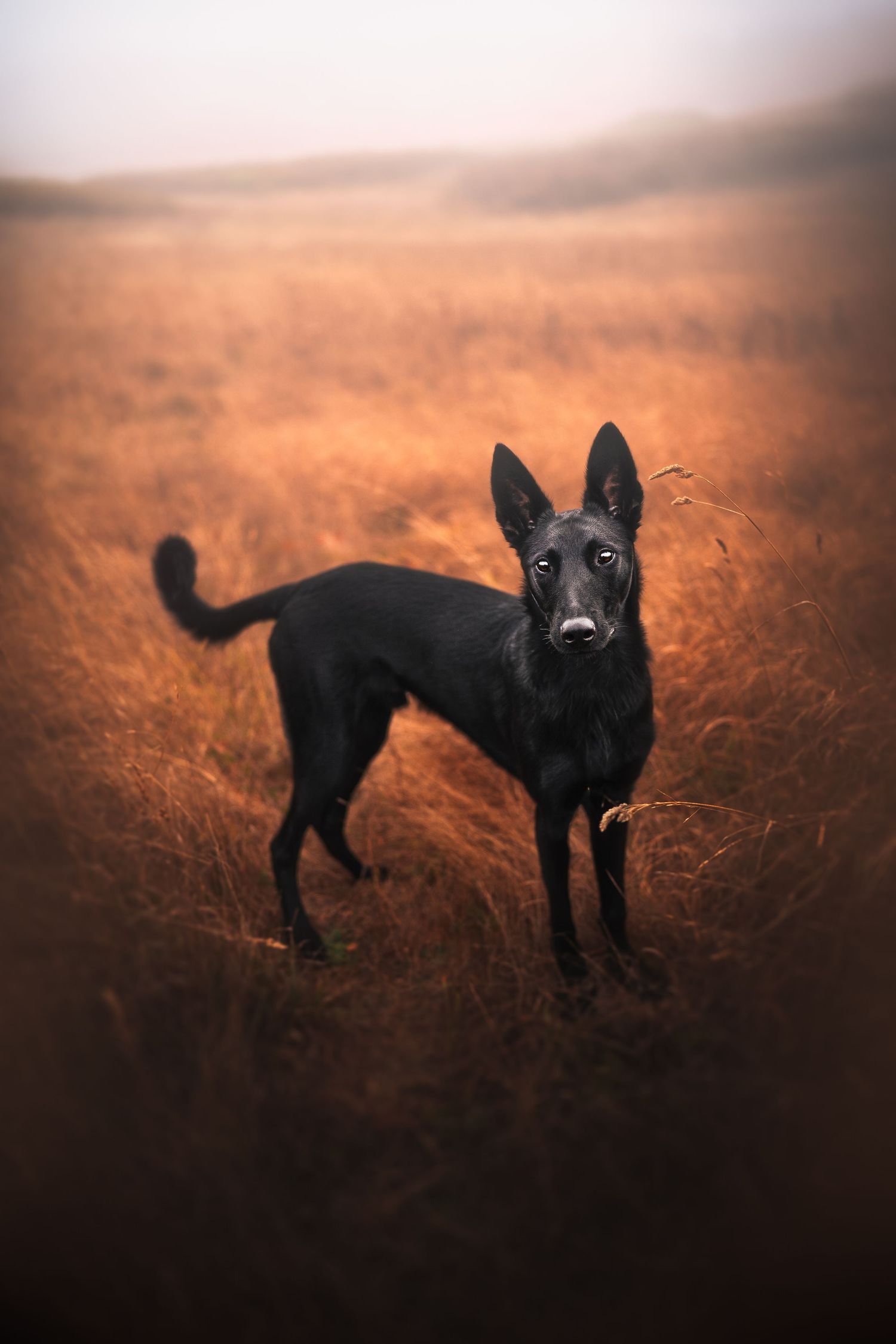 Dog Photography in the Olympic Peninsula