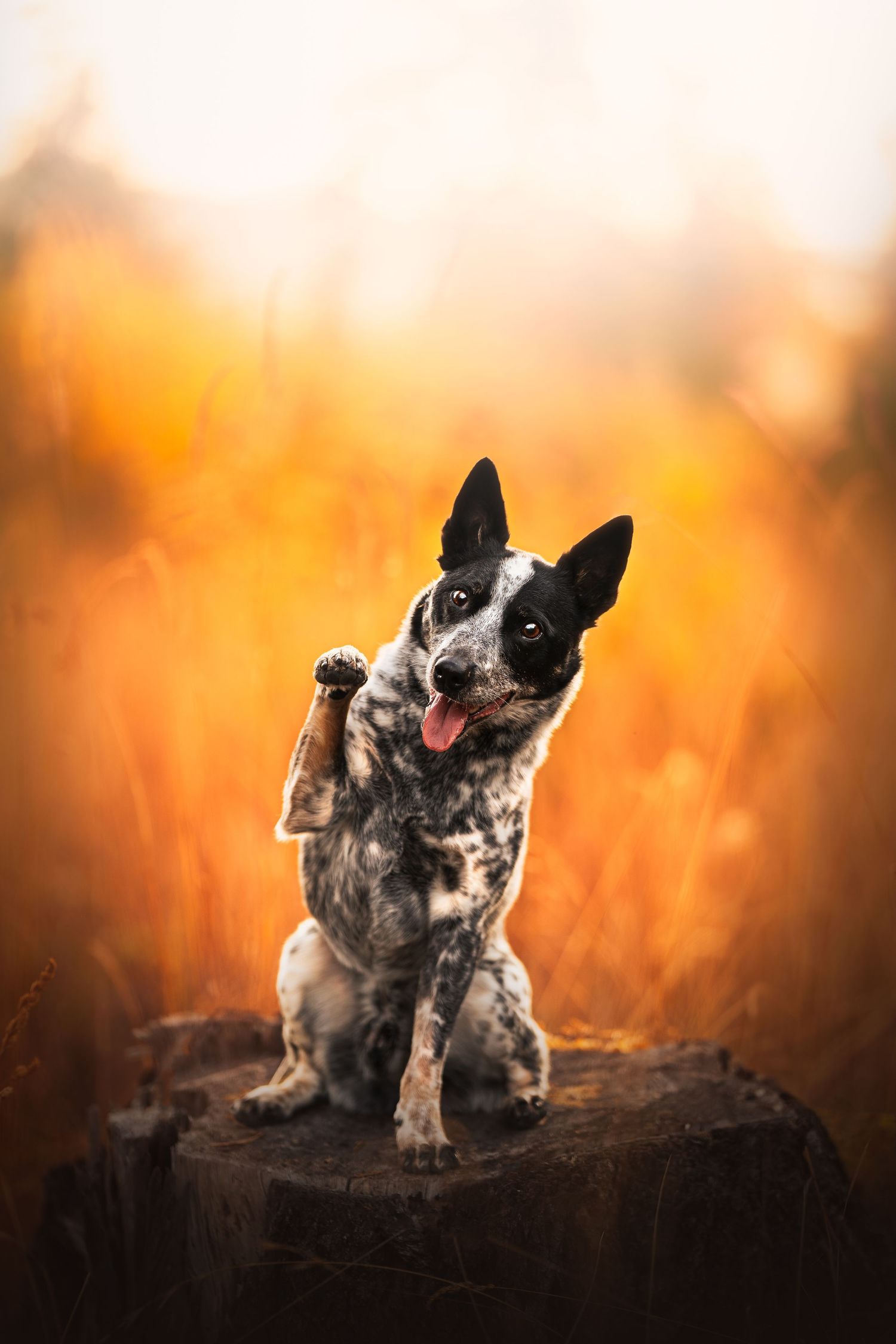 Dog Photography in the Olympic Peninsula