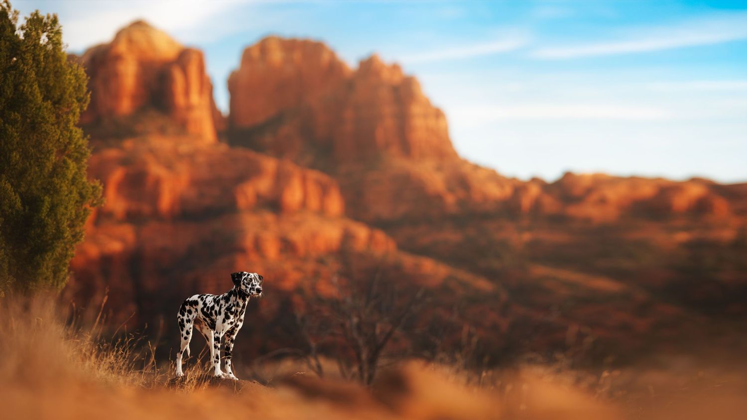 Dog Photography