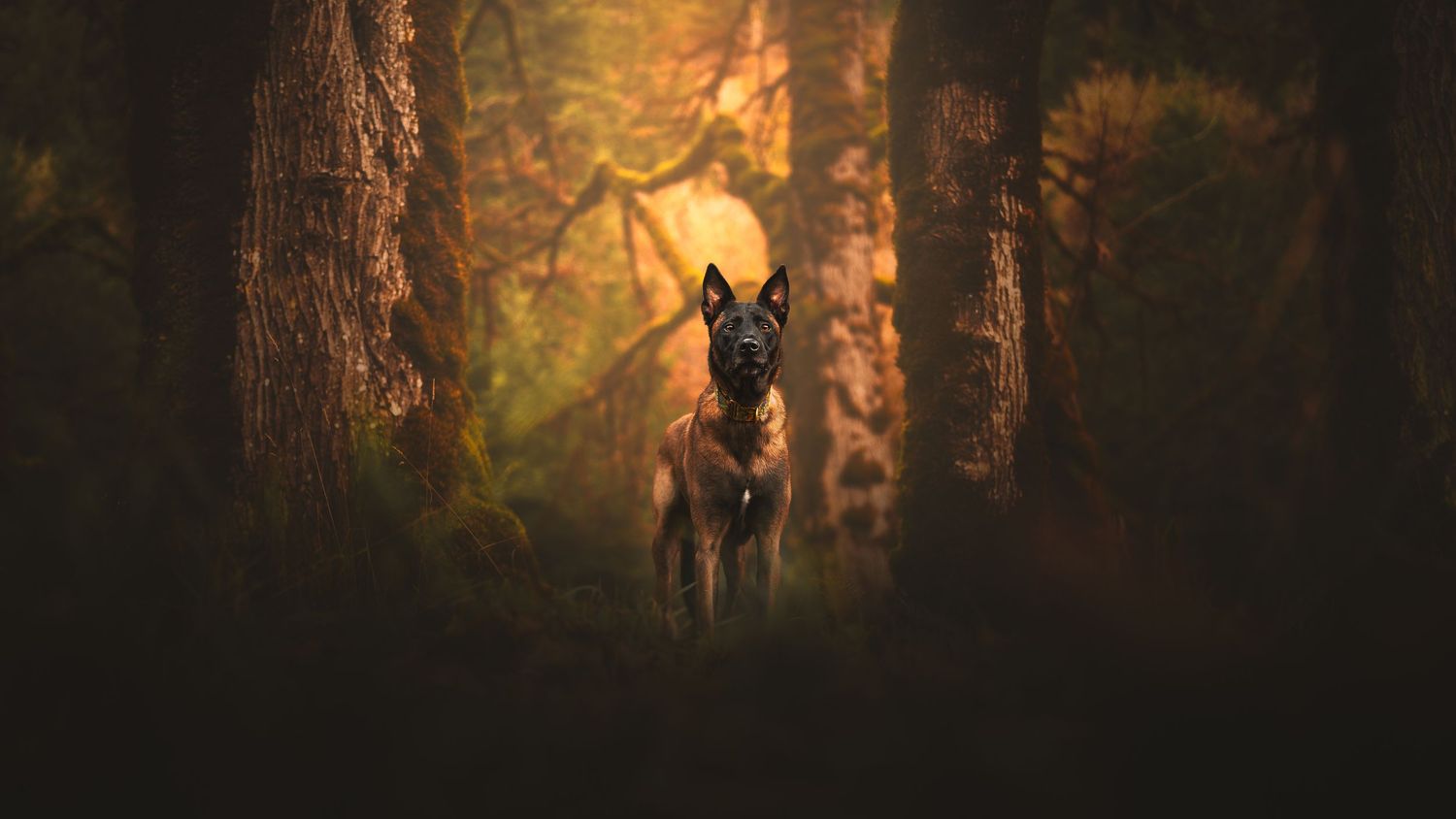 Dog Photography in the Olympic Peninsula