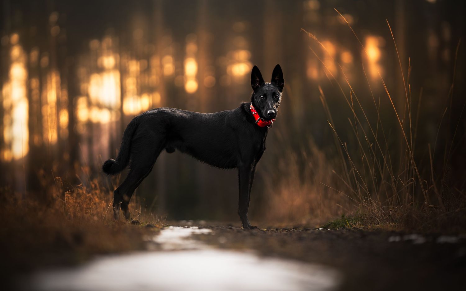 Dog Photography in the Olympic Peninsula