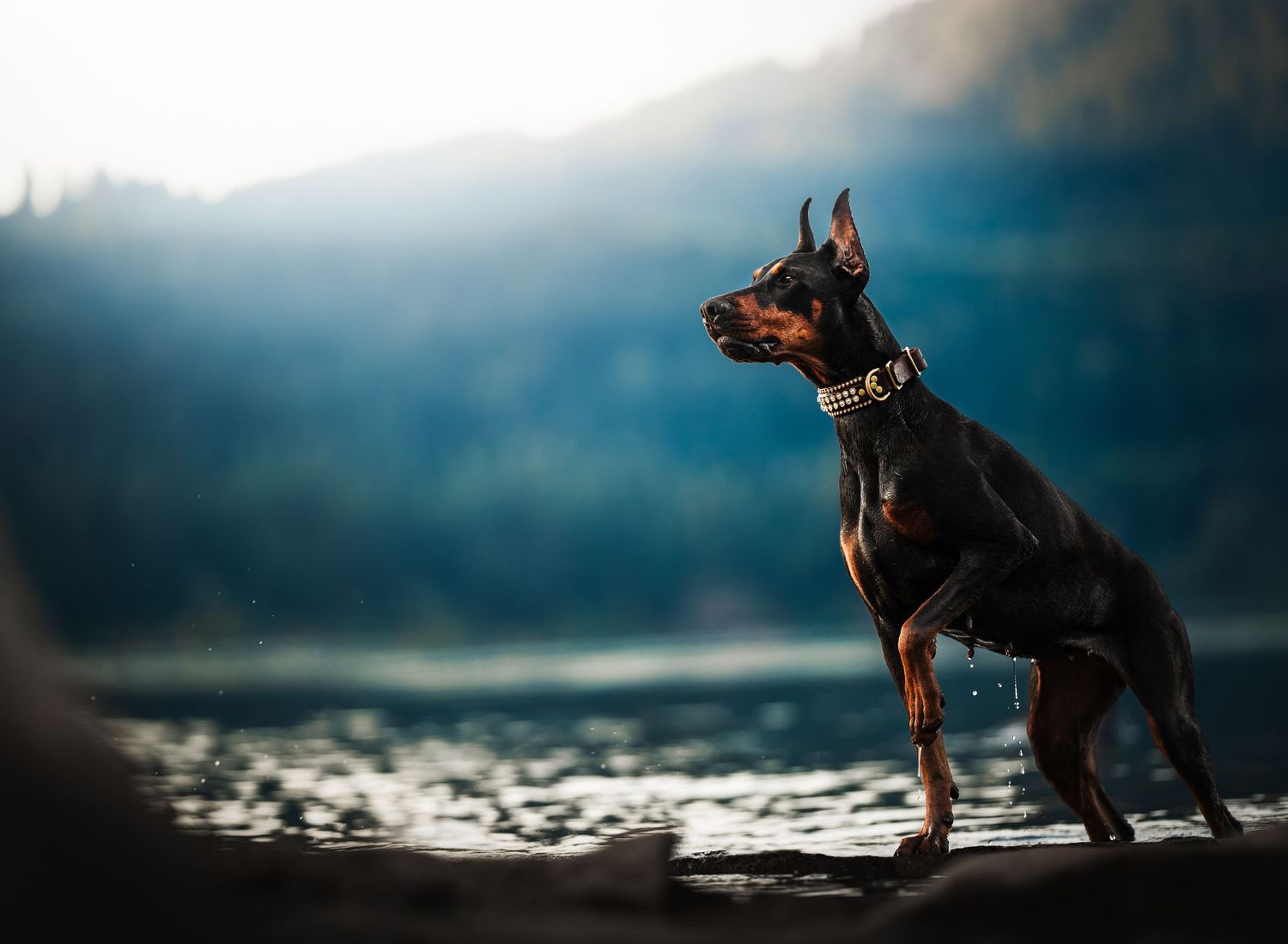 Dog Photography in the Olympic Peninsula