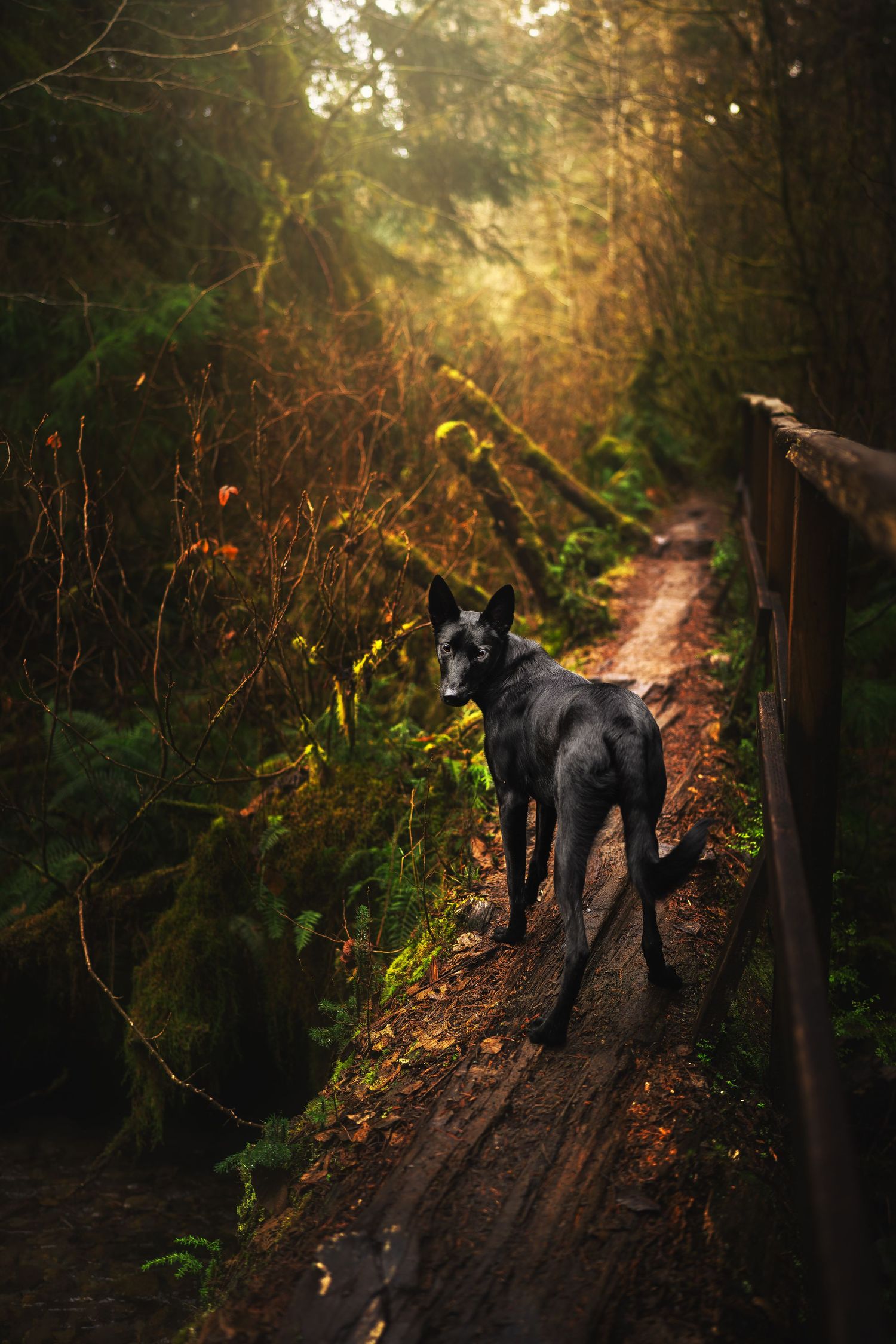 Dog Photography in the Olympic Peninsula