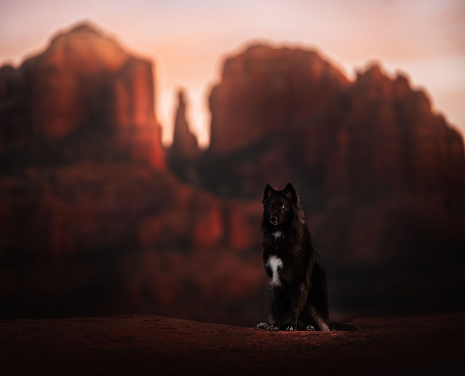 Dog Photography