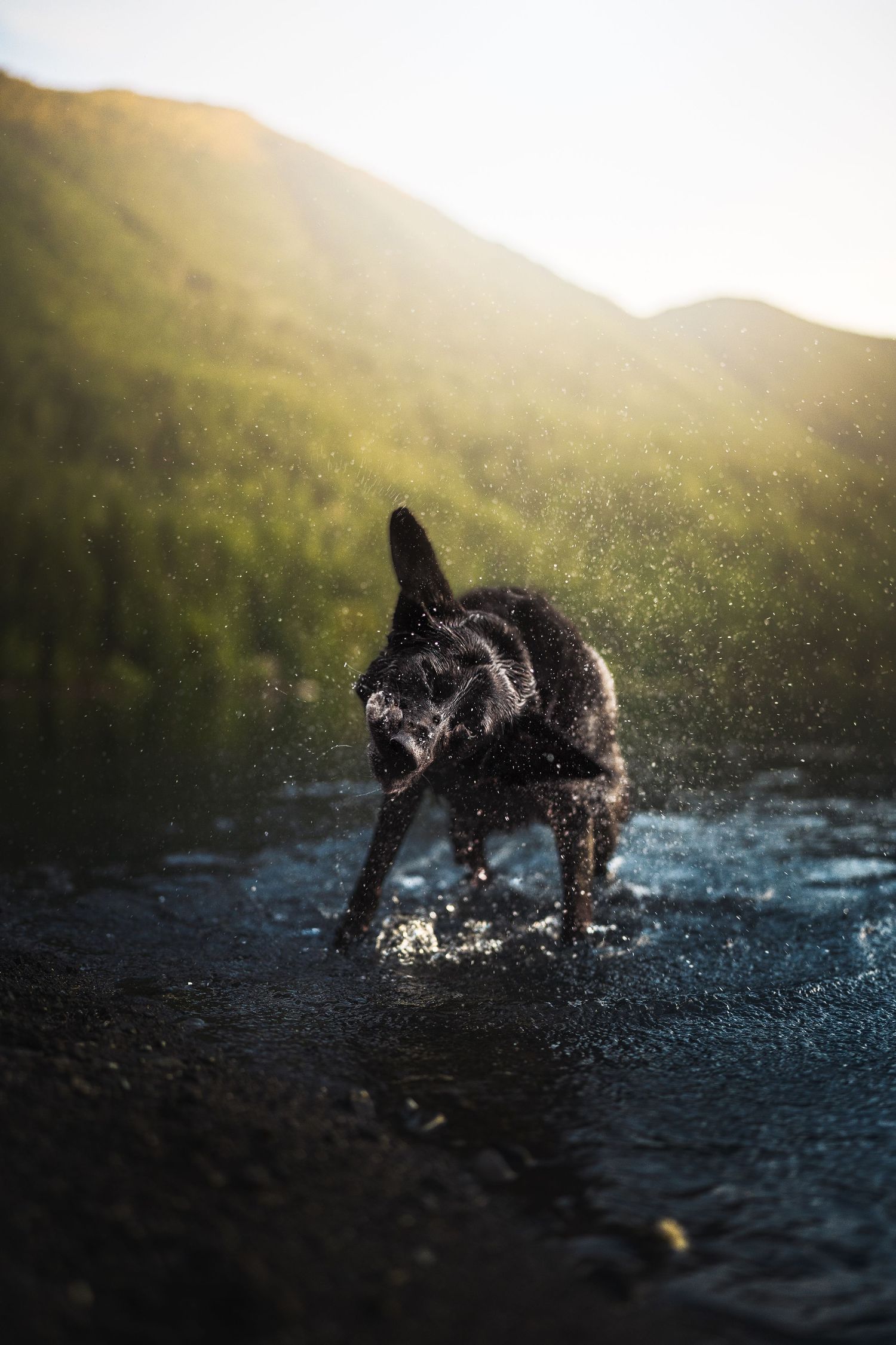 Dog Photography in the Olympic Peninsula