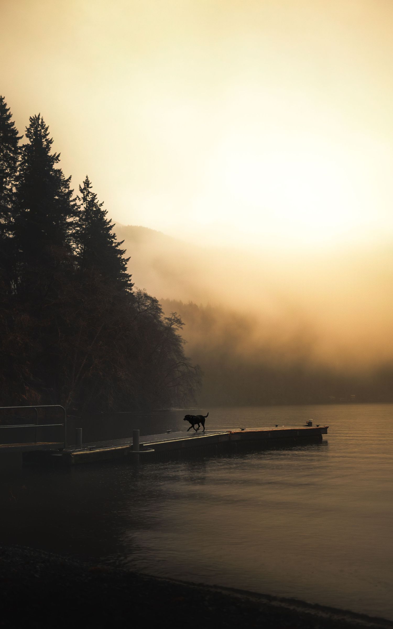 Dog Photography in the Olympic Peninsula