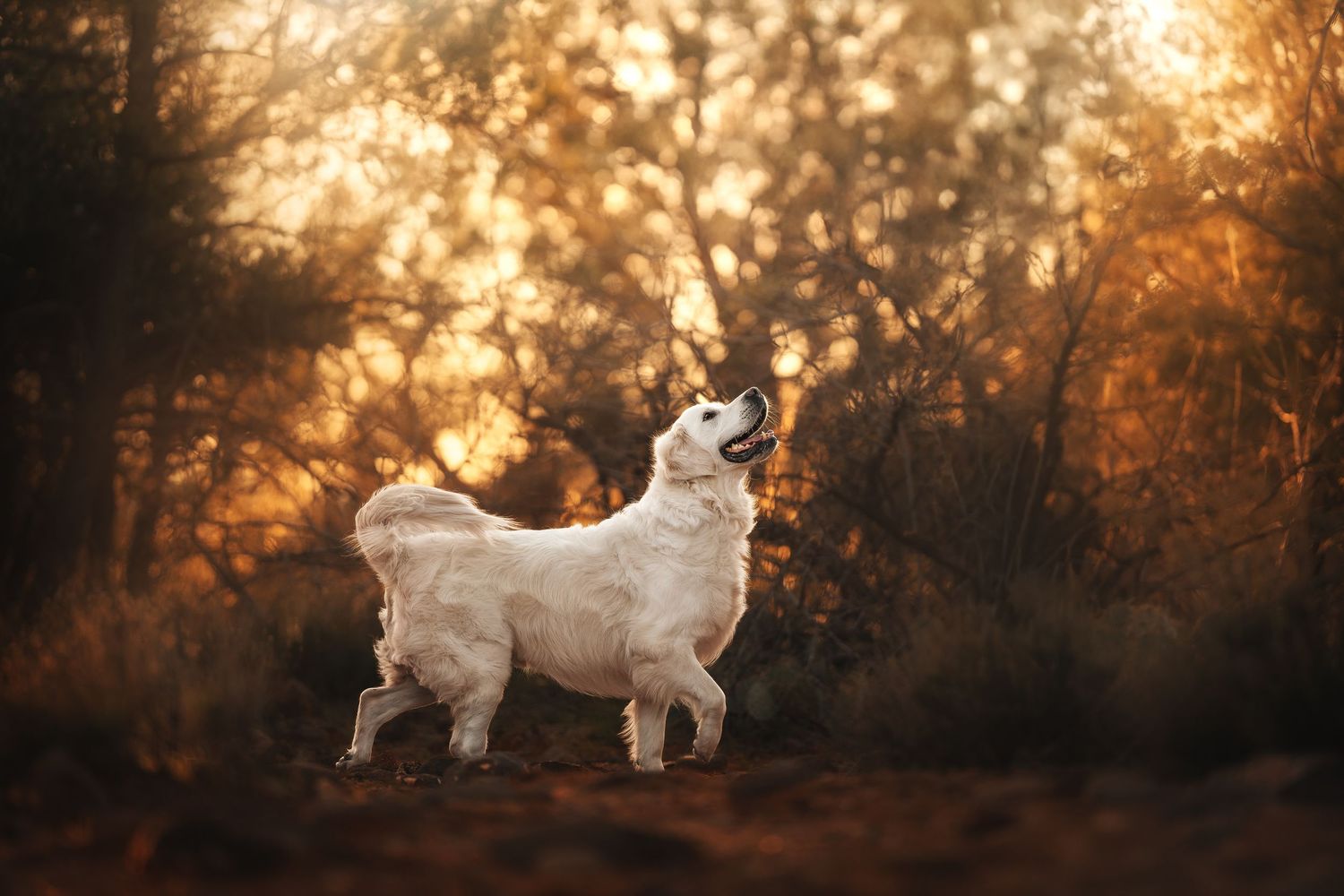 Dog Photography