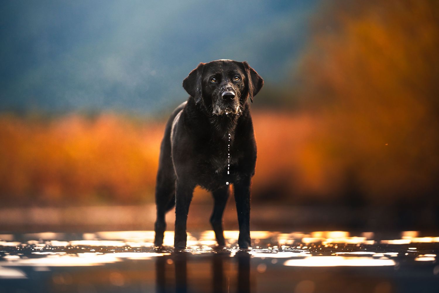 Dog Photography in the Olympic Peninsula
