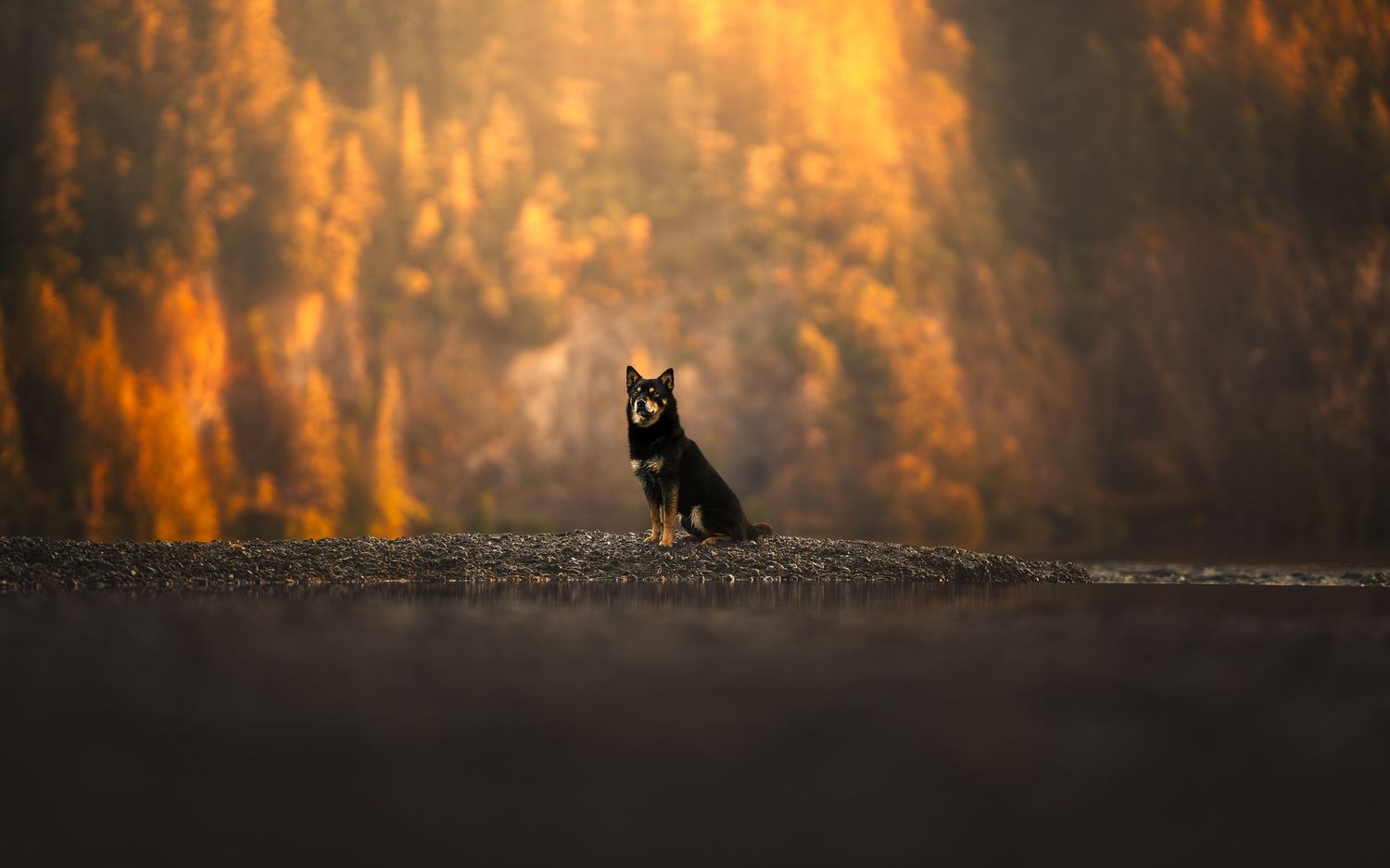 Dog Photography in the Olympic Peninsula