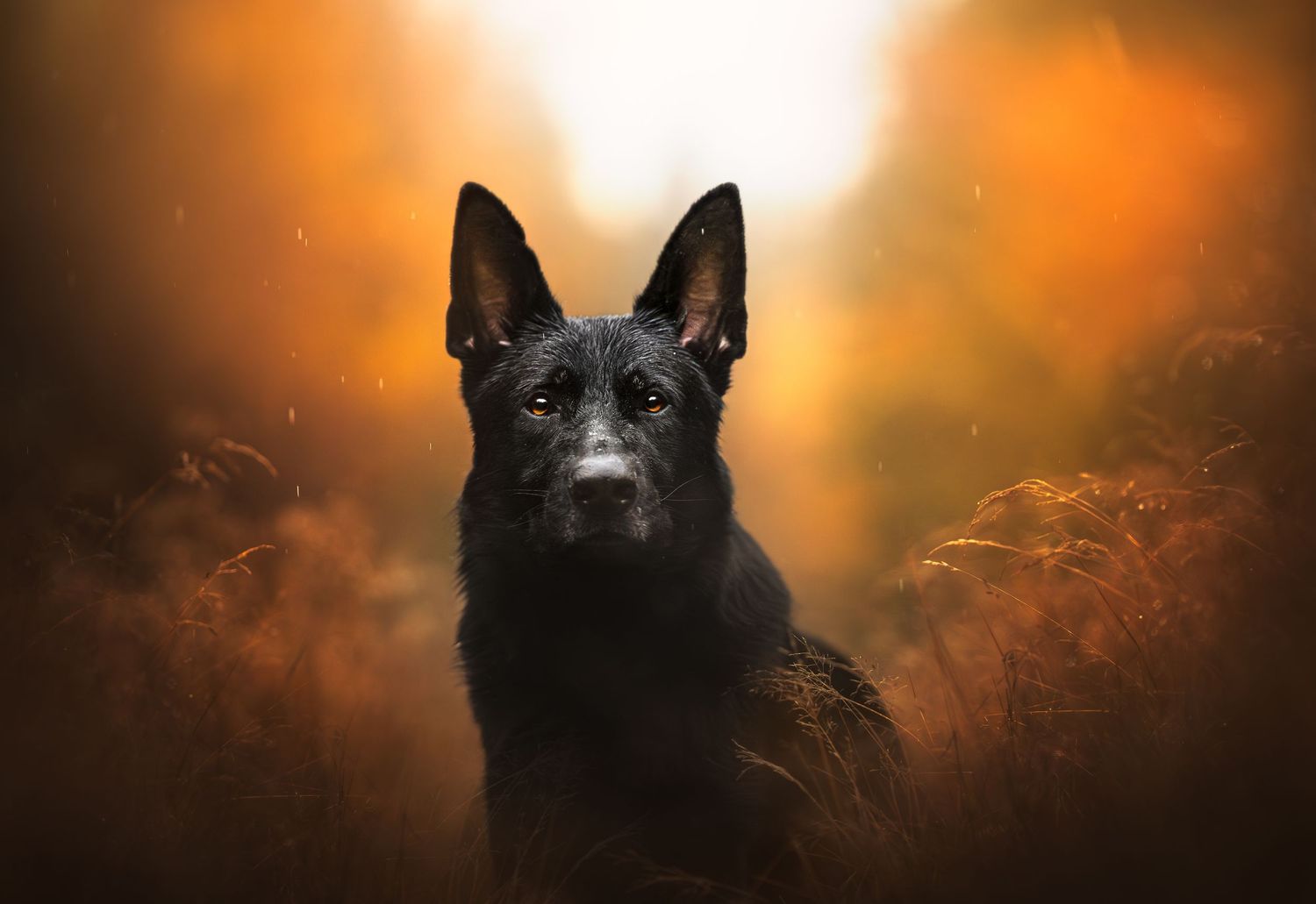 Dog Photography in the Olympic Peninsula