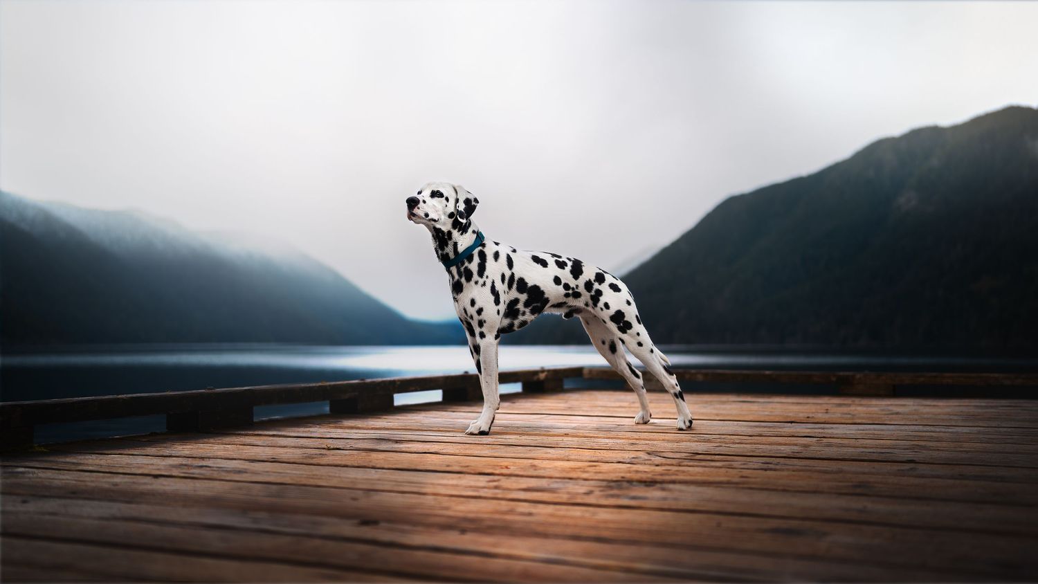 Dog Photography in the Olympic Peninsula