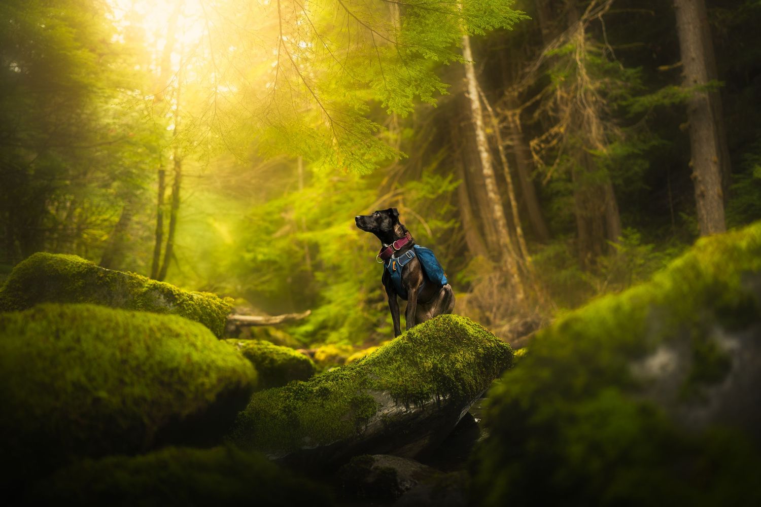 Dog Photography in the Olympic Peninsula