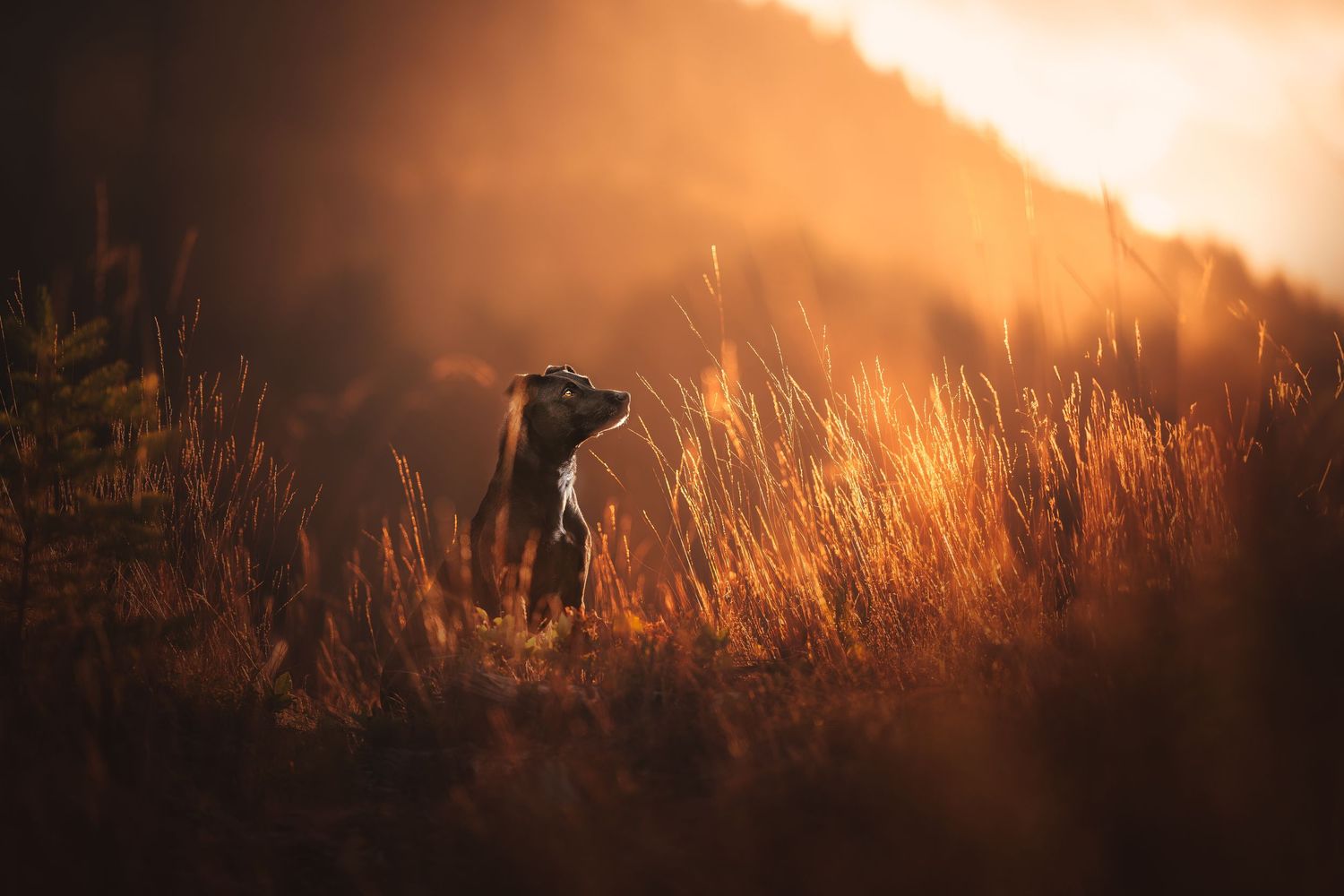 Dog Photography in the Olympic Peninsula