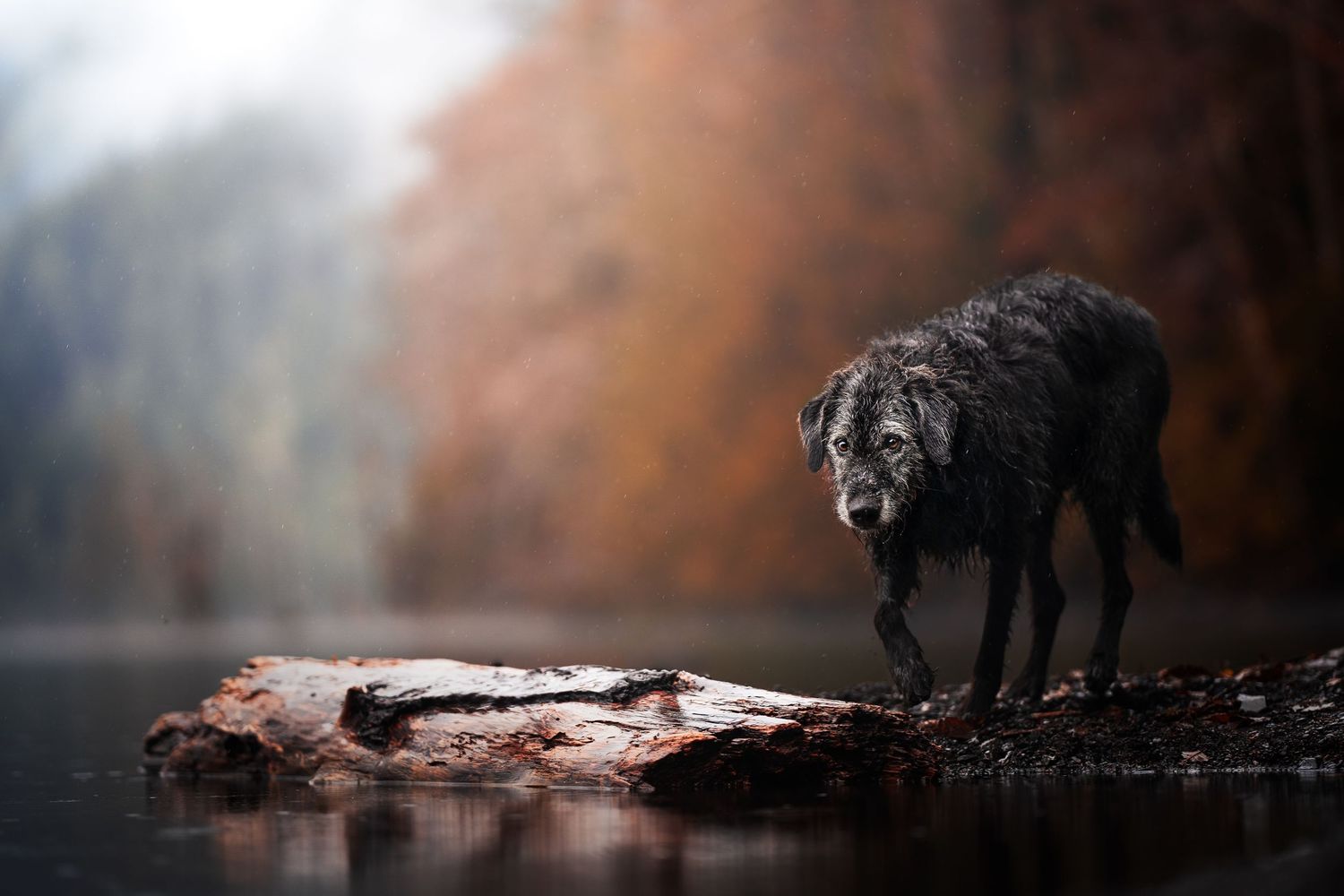 Dog Photography in the Olympic Peninsula