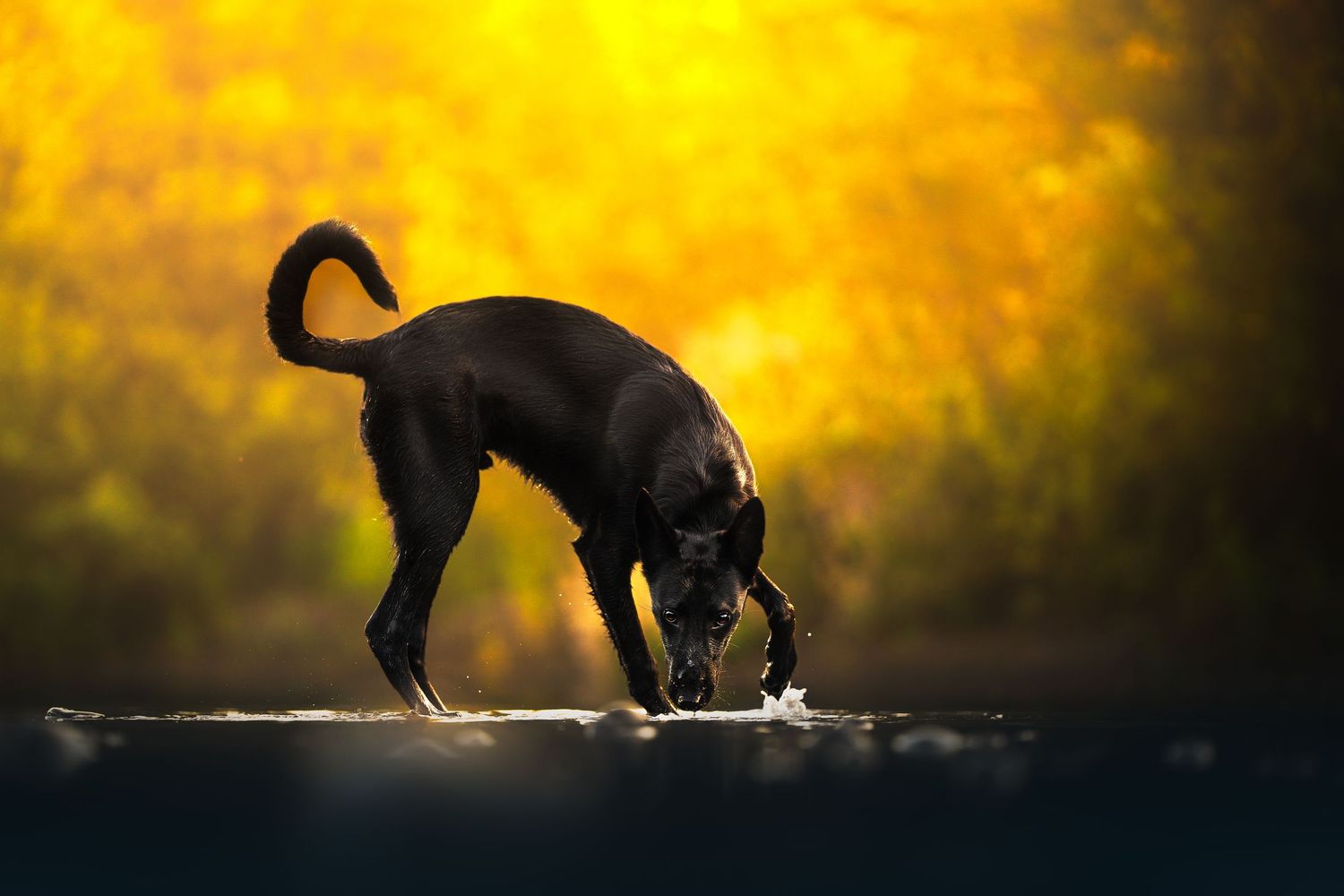 Dog Photography in the Olympic Peninsula
