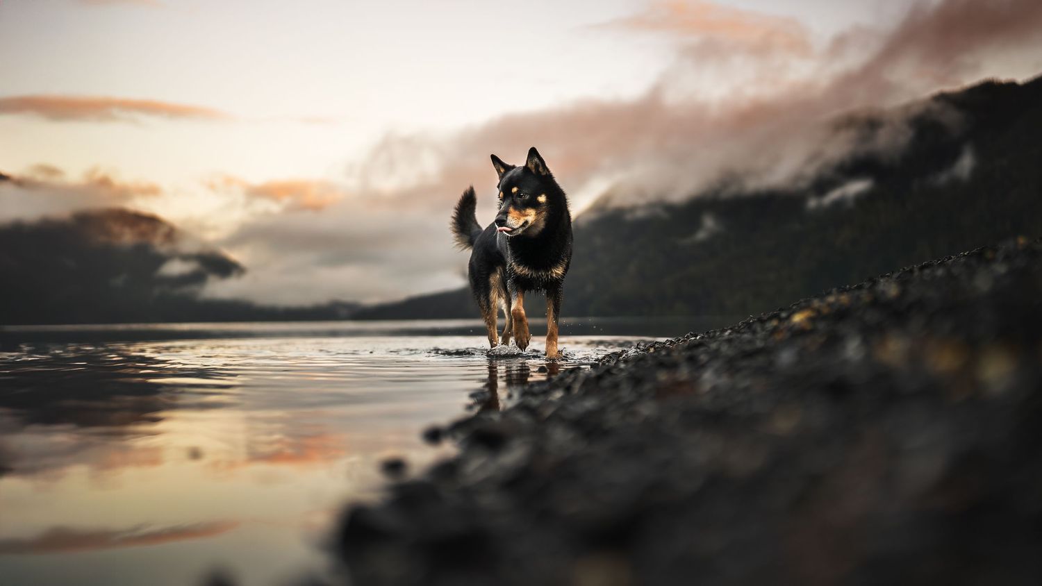 Dog Photography in the Olympic Peninsula