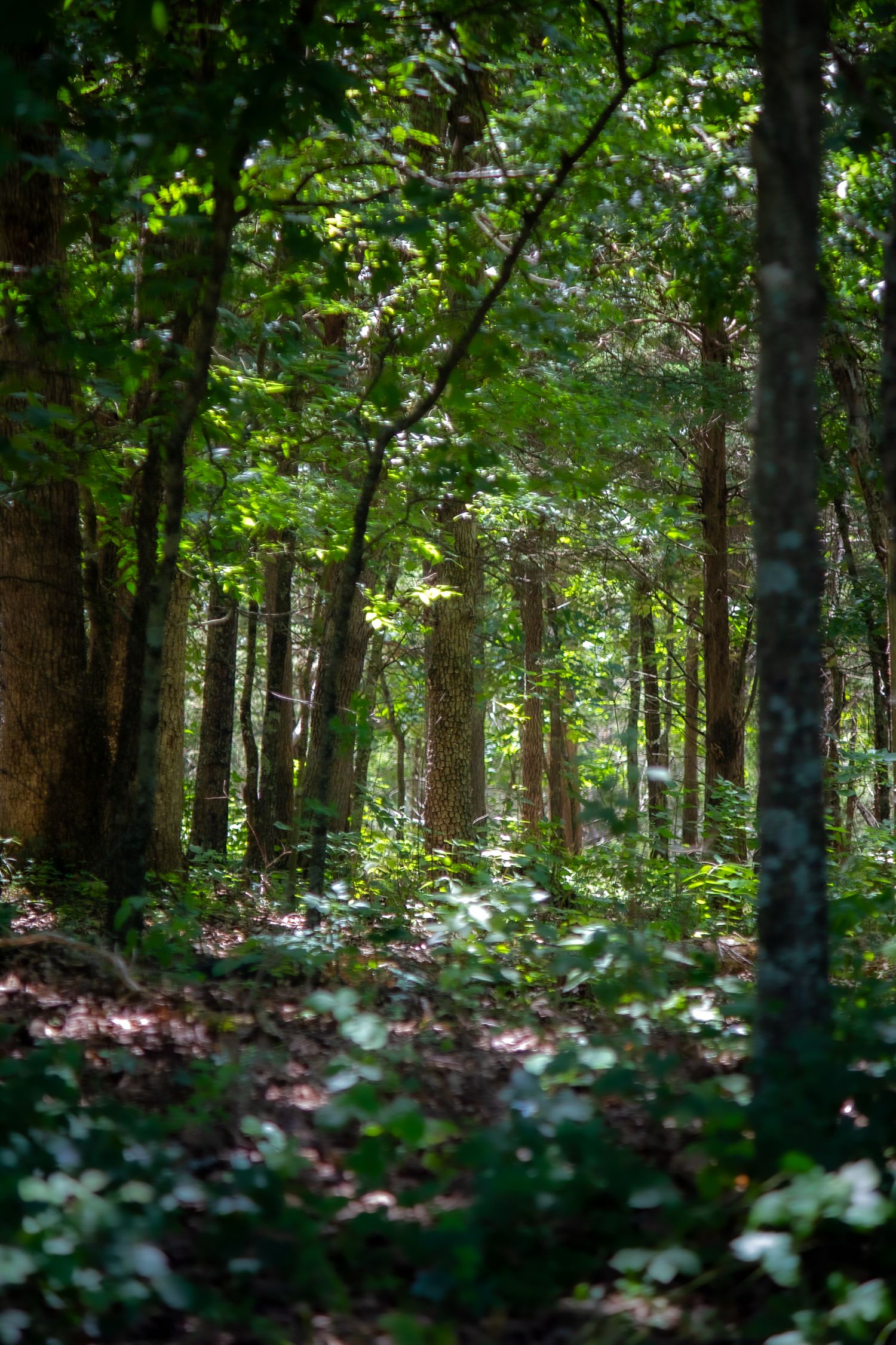 Photo of trees in a forest