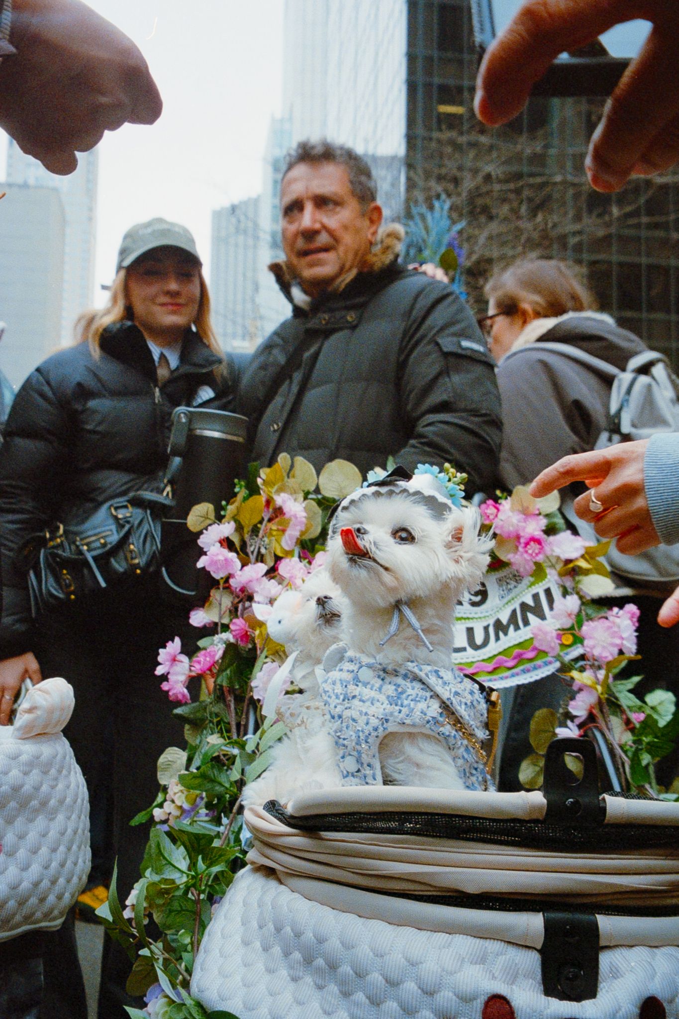 White dog in floral costume sits in basket at NYC Easter Parade event.