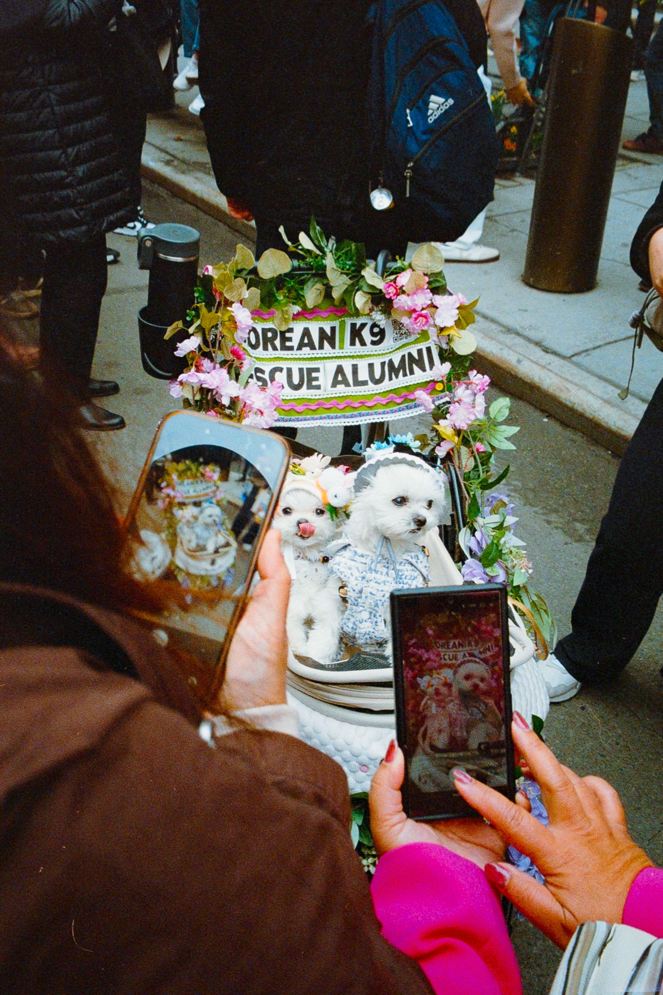 Two white dogs dressed up at Korean K9 Rescue Alumni event while people photograph them with smartphones.