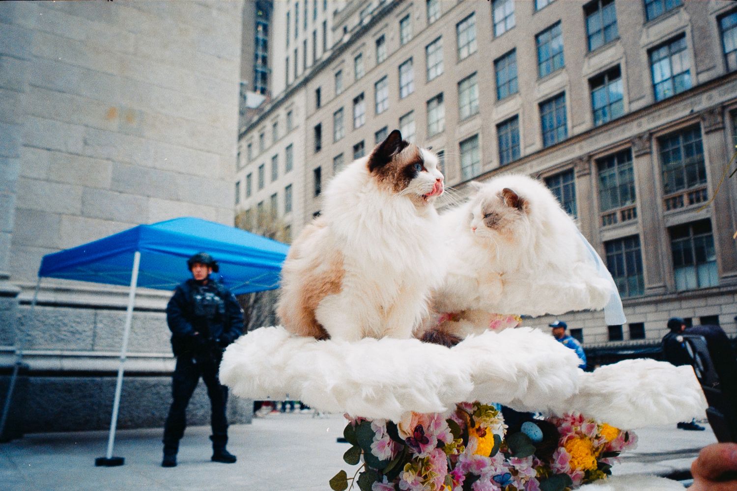 Fluffy cat sitting on a white fur display with flowers outside a city building, with a police officer nearby.