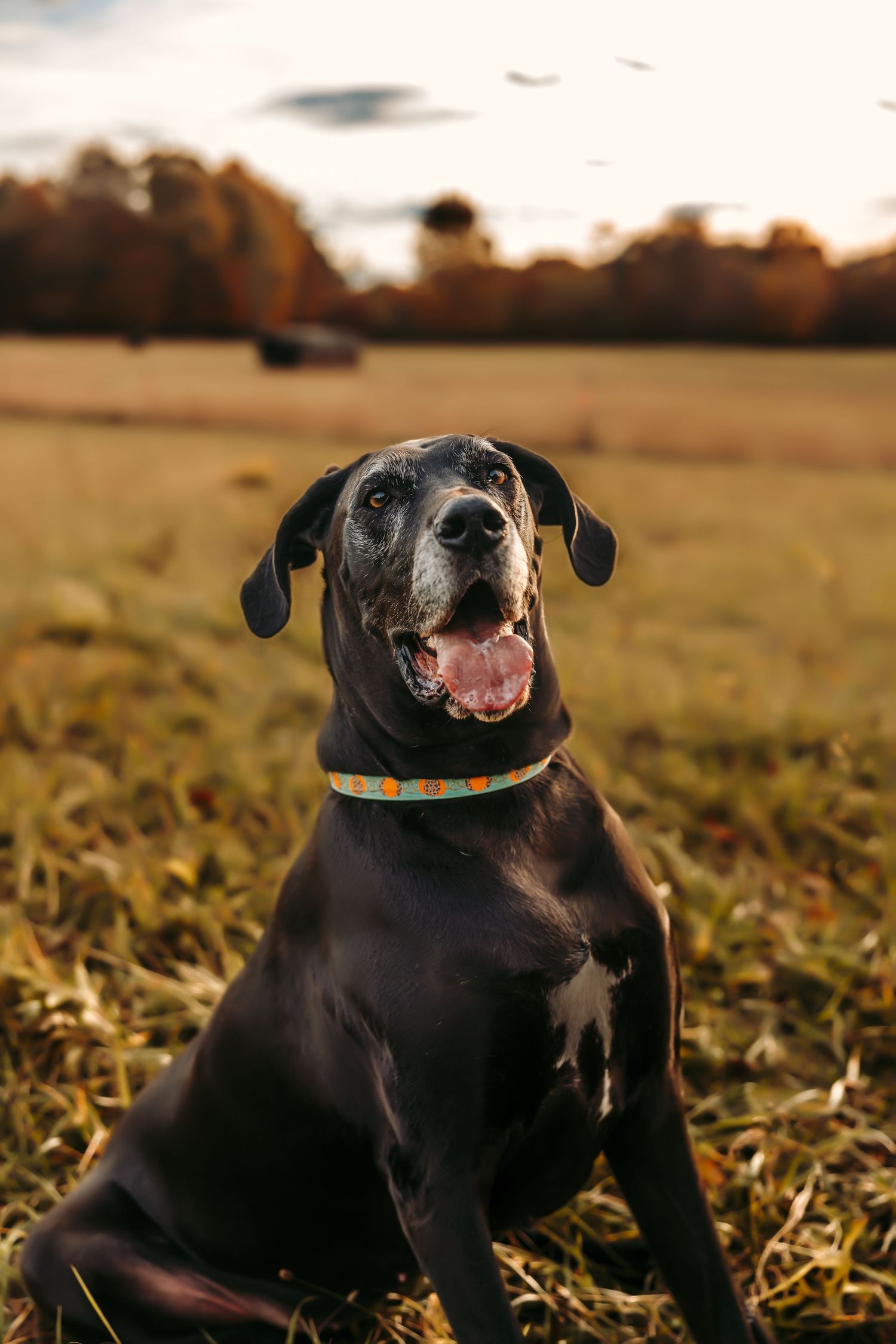 pup
