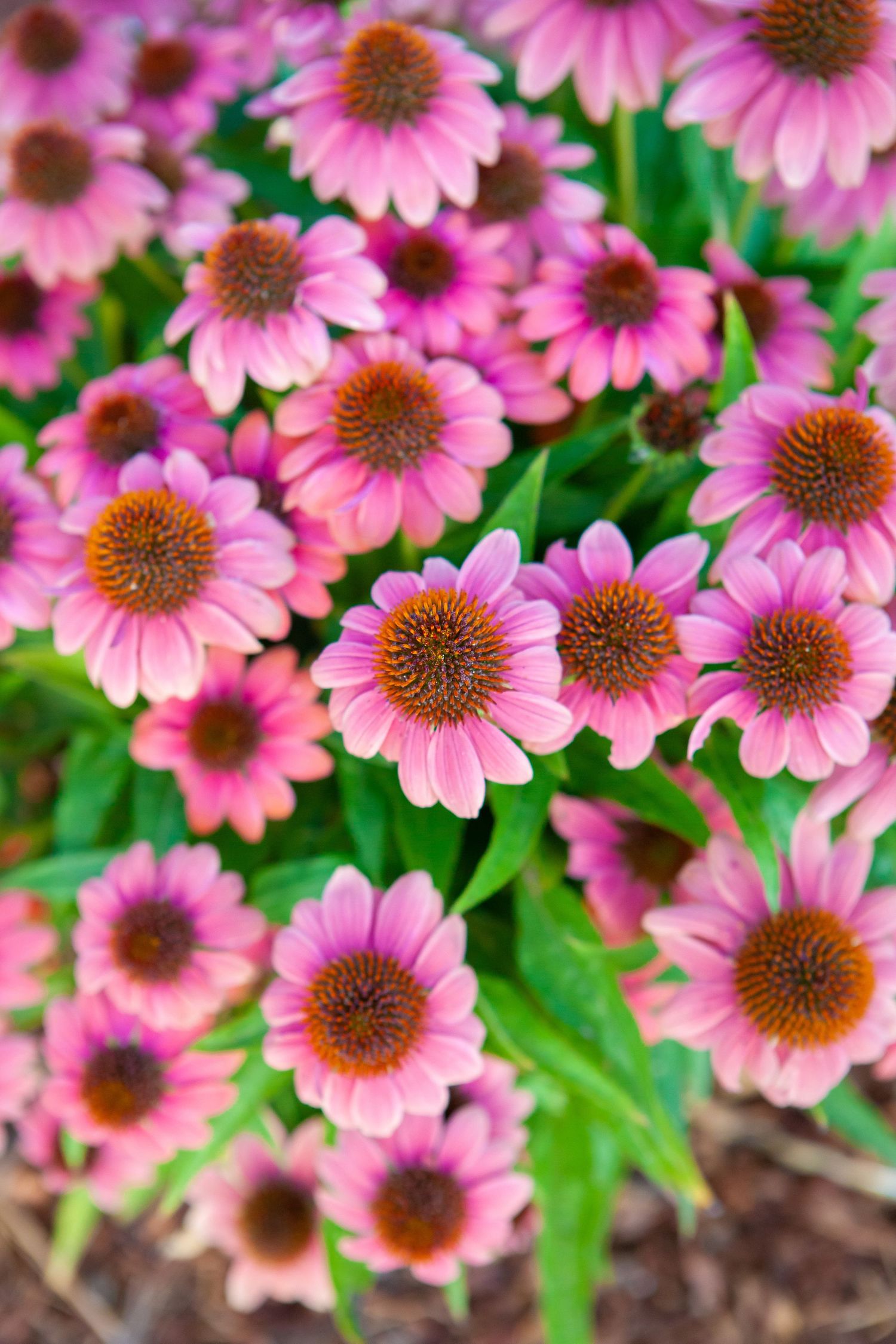 Pink coneflowers bloom in a garden with brown centers and vibrant green foliage in the background.