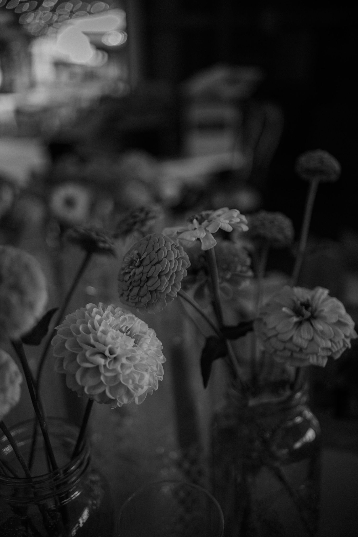 Black and white photograph of delicate zinnia flowers blooming in a garden with soft bokeh effect in background.