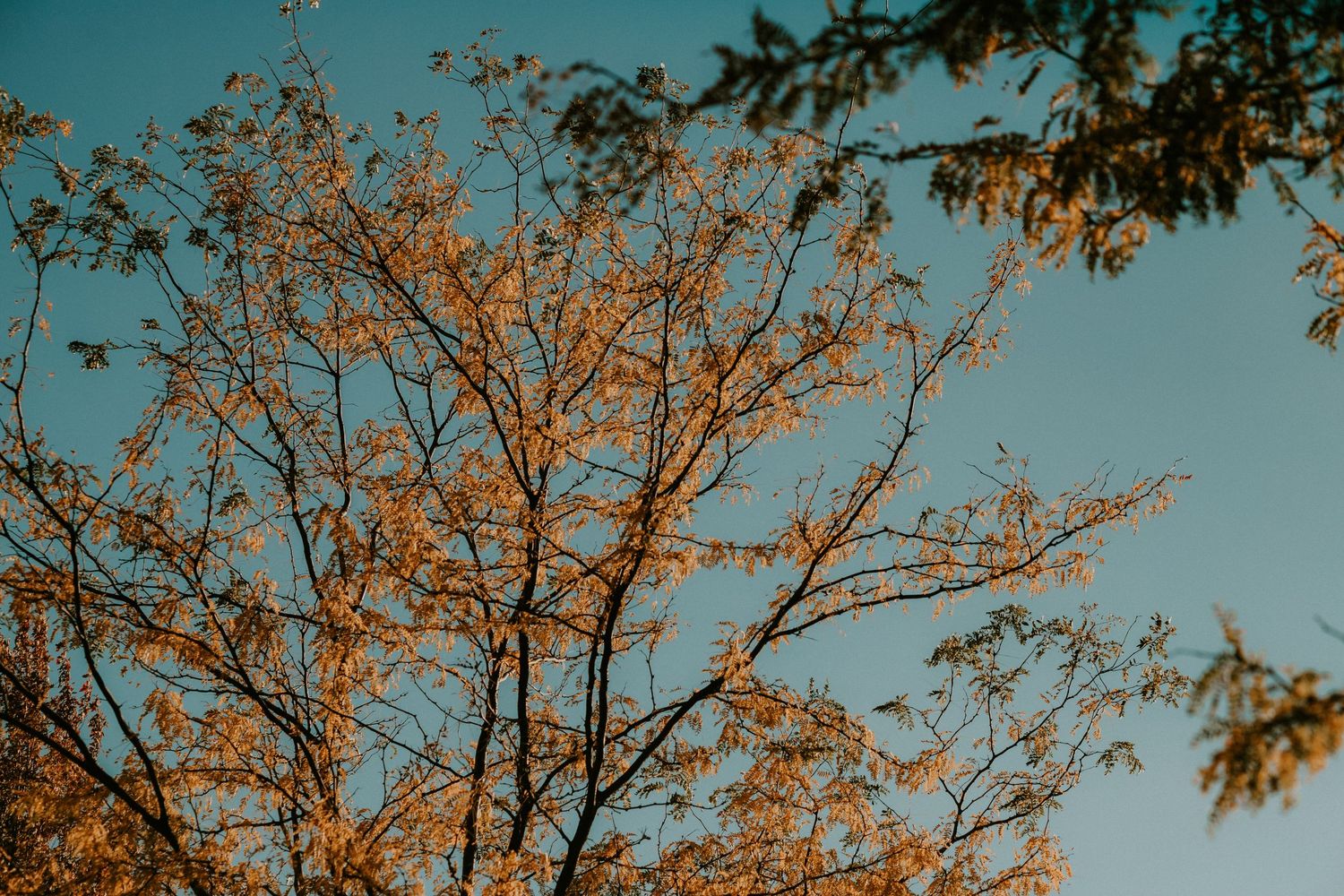 Golden autumn tree branches against a turquoise blue sky during sunset create a peaceful natural scene.