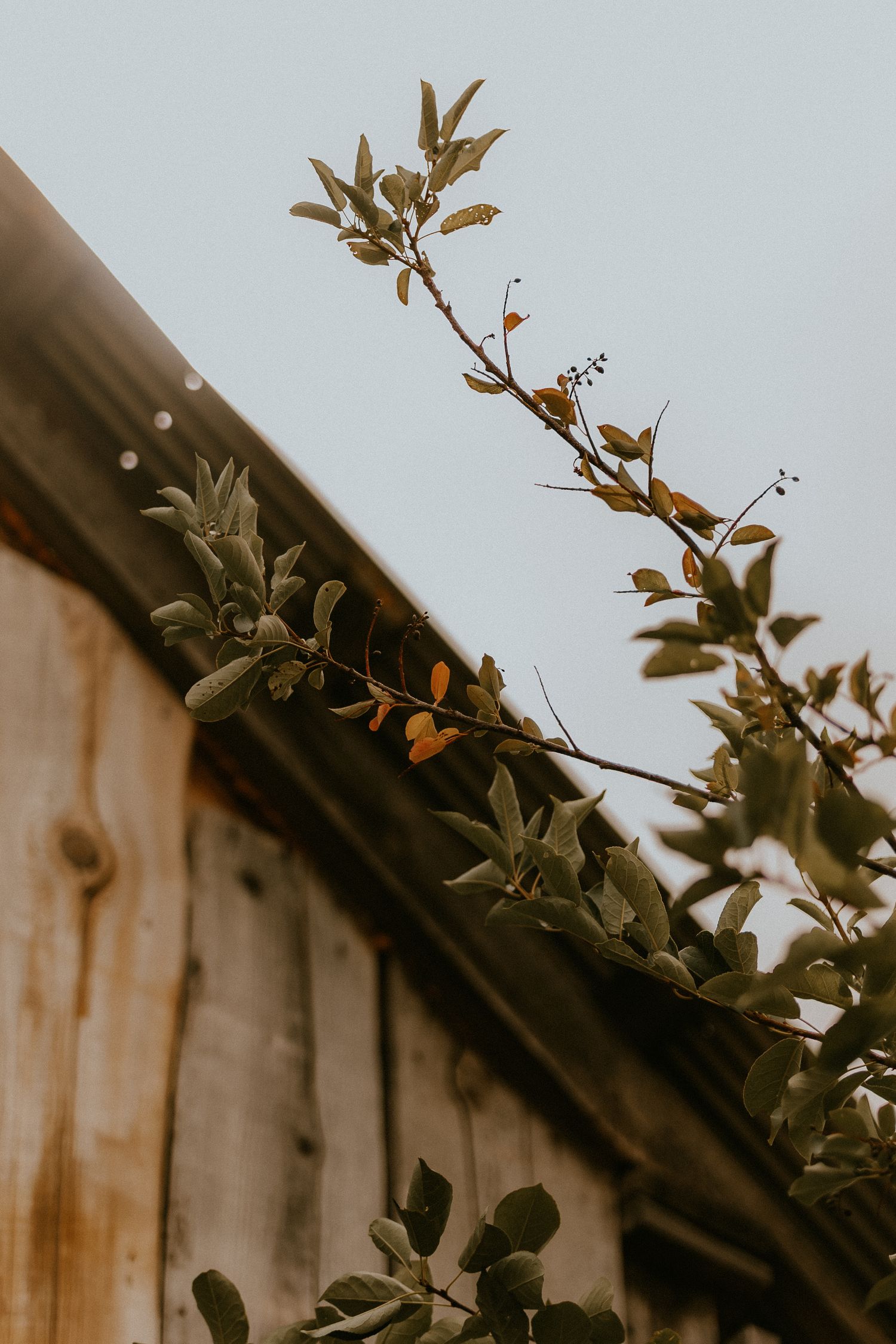 A plant vine with green leaves grows along a wooden fence against a light background in a minimalist nature scene.