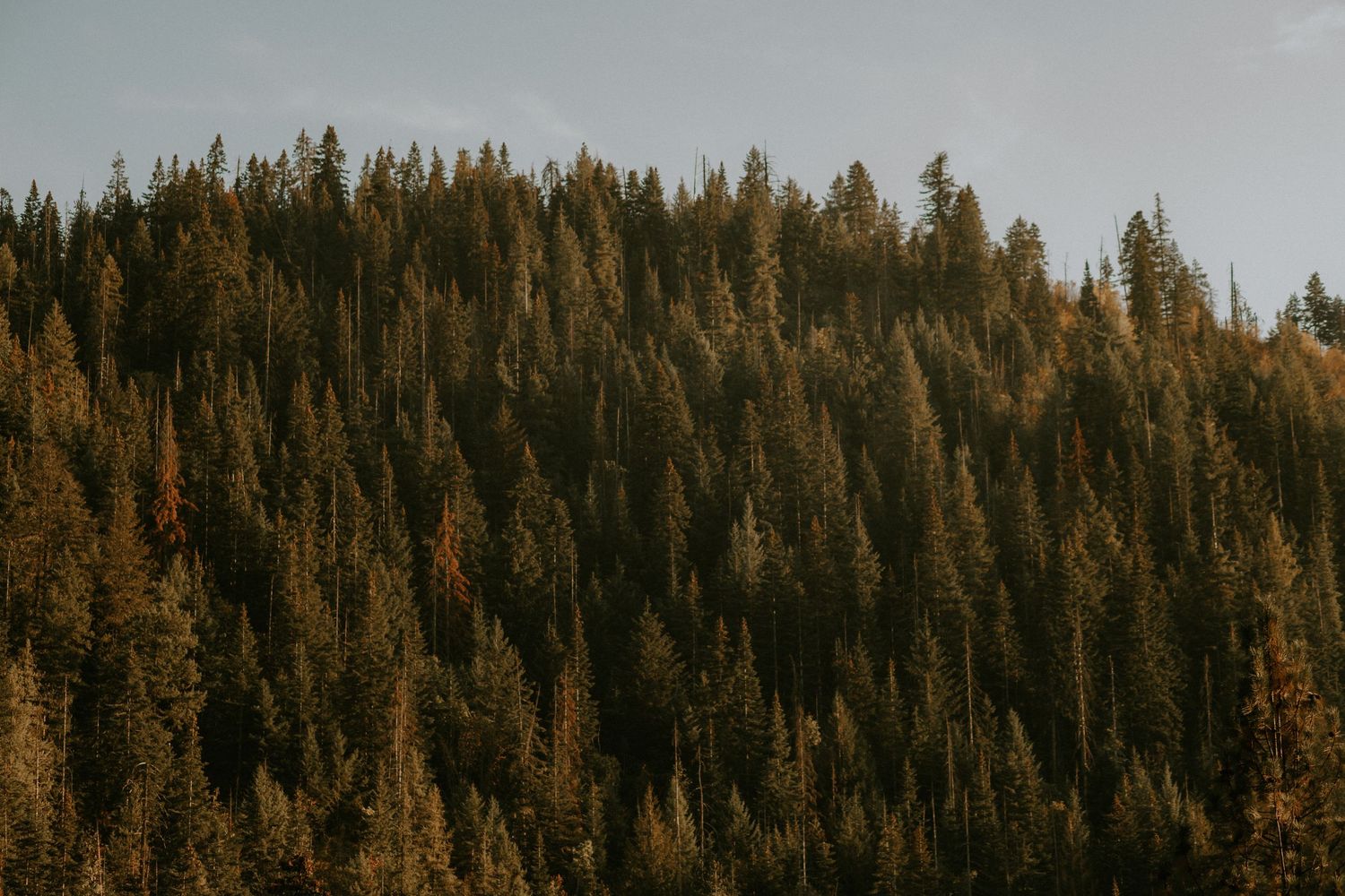 A panoramic view of dense evergreen forest stretching across rolling hills under cloudy skies.