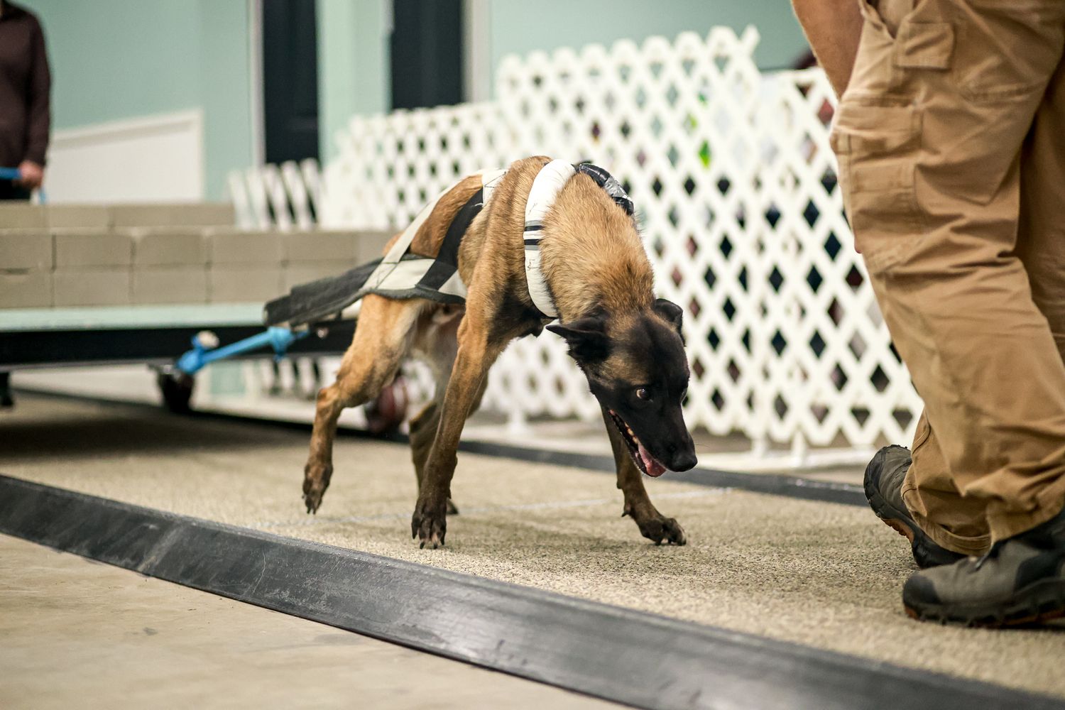 A Belgian Malinois detection dog in harness sniffs along a floor during a scent training exercise indoors.