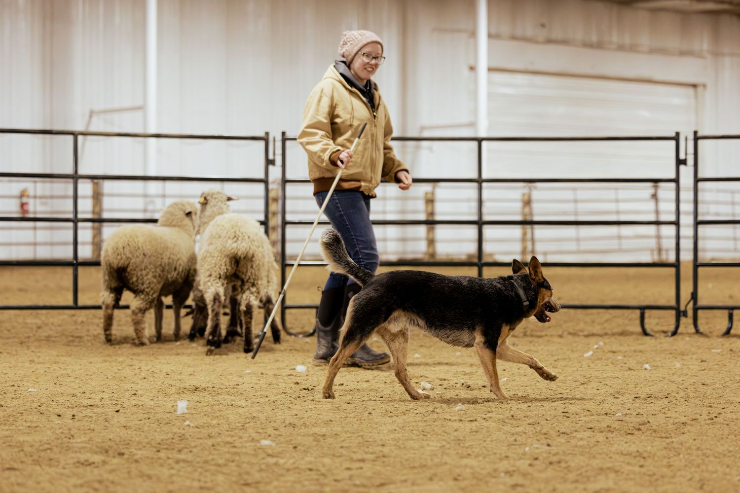 A German Shepherd herds sheep alongside a handler carrying a stick in an indoor sandy arena.