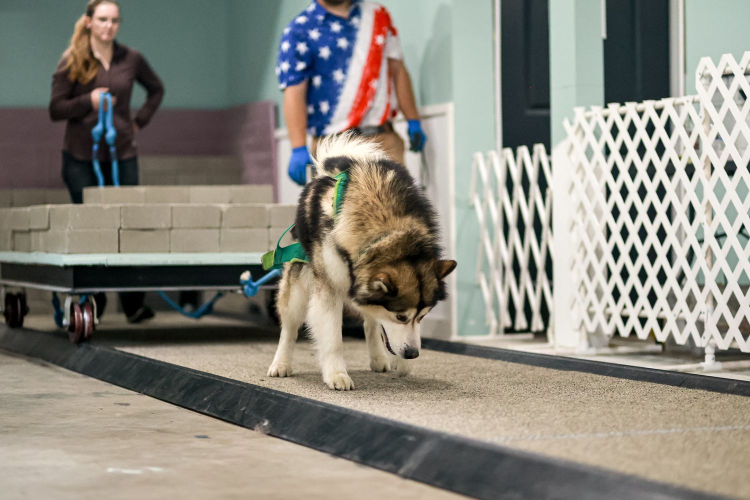 A husky dog on a leash walks indoors at a dog show event with handlers in patriotic attire nearby.