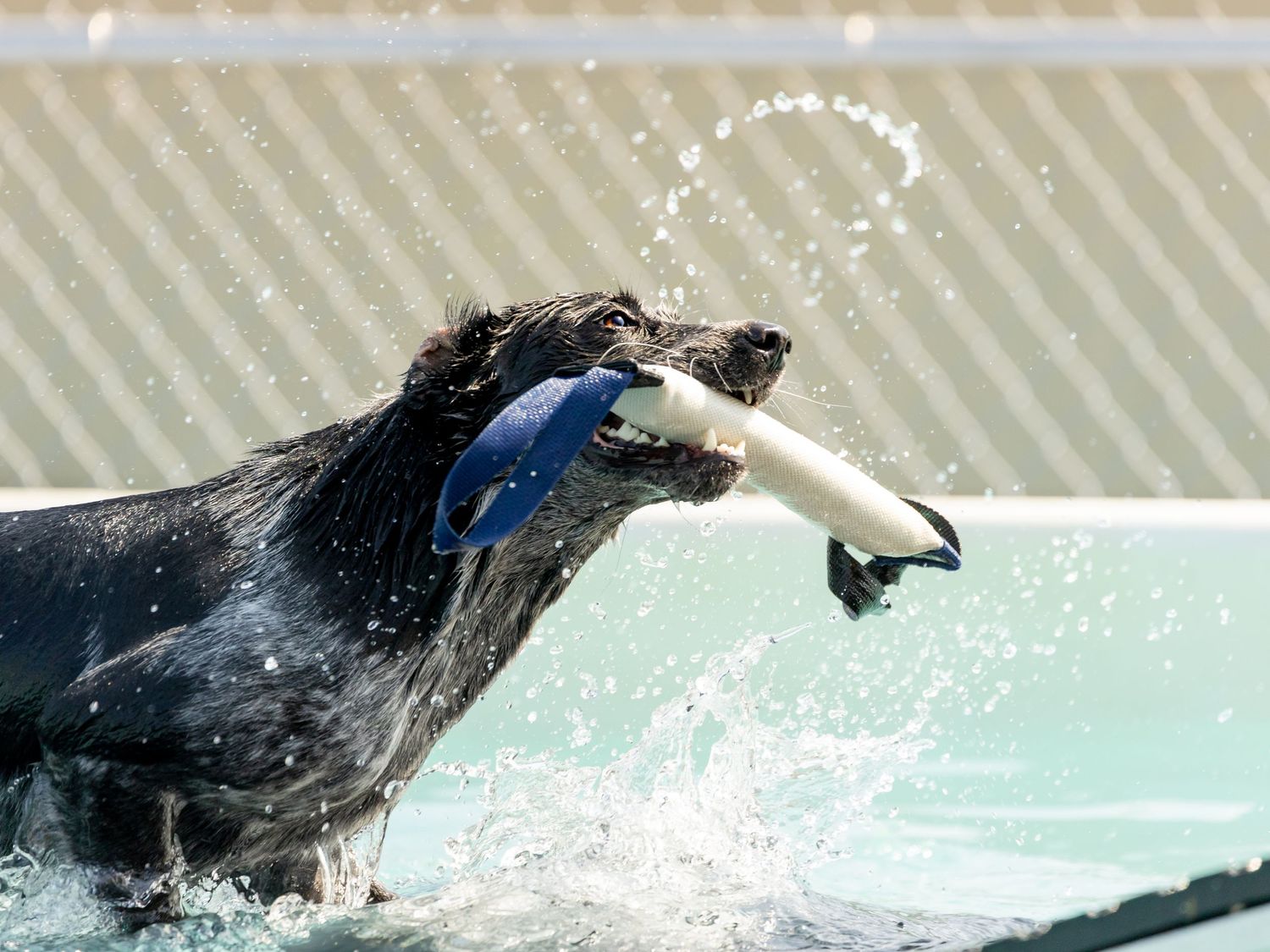 dog walking up a ramp holding a retrieving toy, with water droplets all around