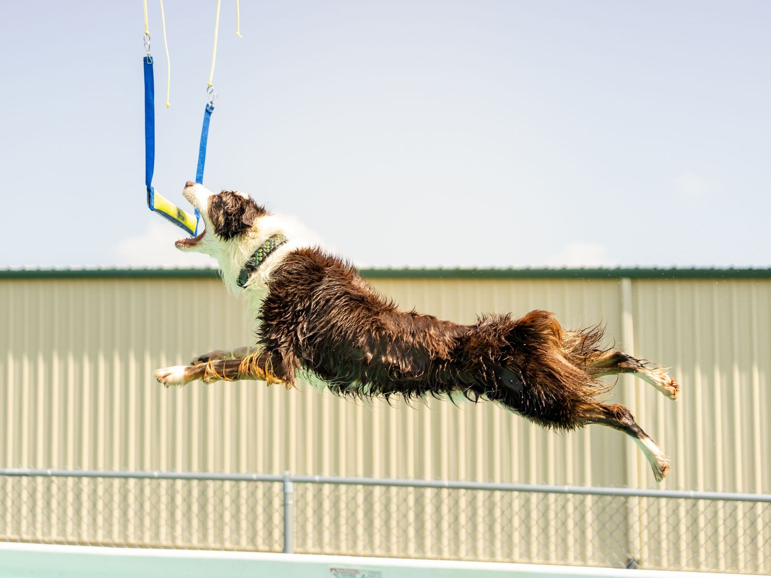 brown and white dog jumping in the air and biting a hanging retrieving toy