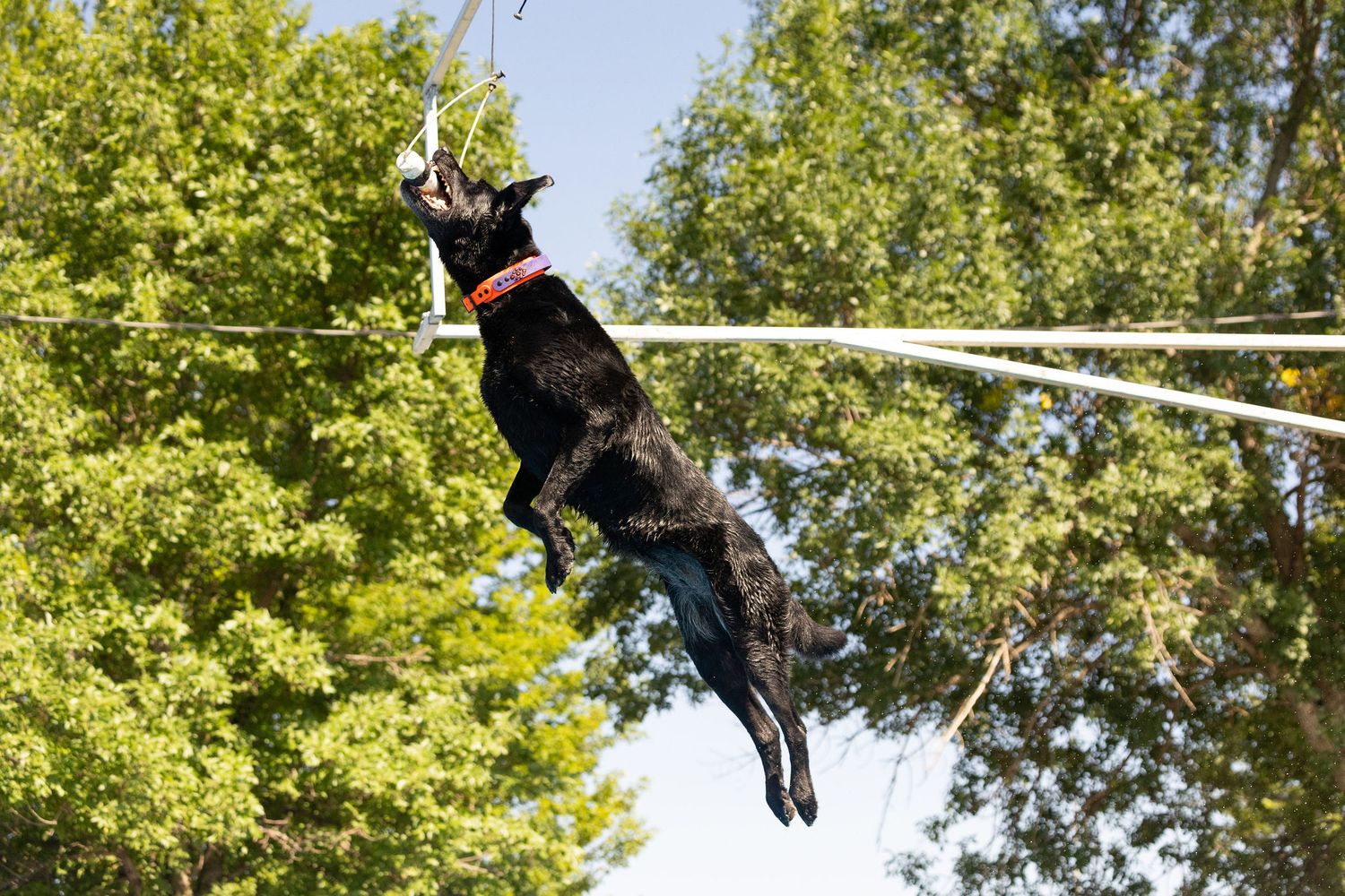 Black Labrador dog leaping mid-air on a zip line outdoors, wearing a red collar with green trees in background.