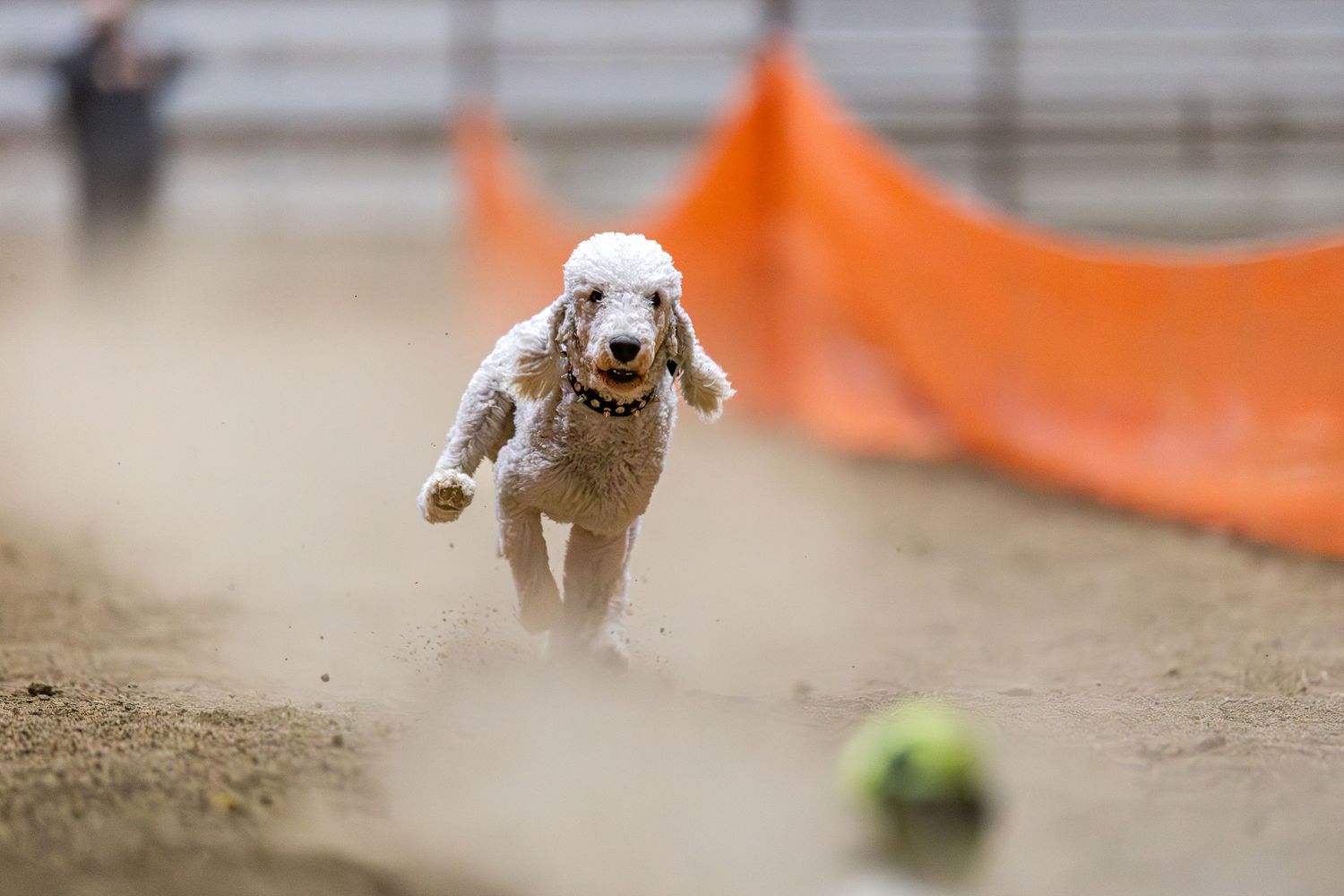 A white dog leaps through an agility course tunnel with orange fabric during a competitive event.