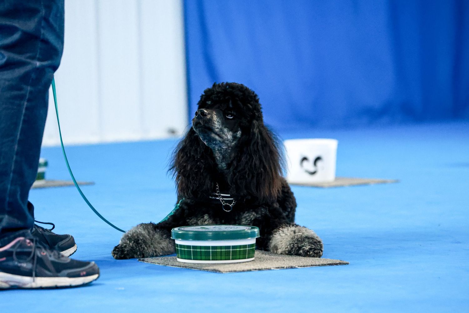 A black dog performs tricks and follows commands during an indoor agility training session on a blue mat.