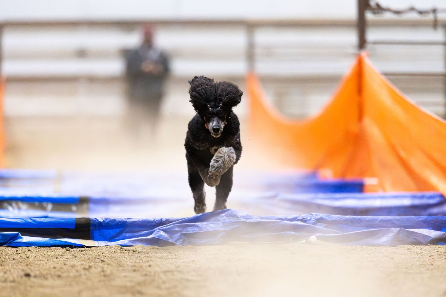A black dog runs and plays on an agility course with bright orange and blue equipment in the background.