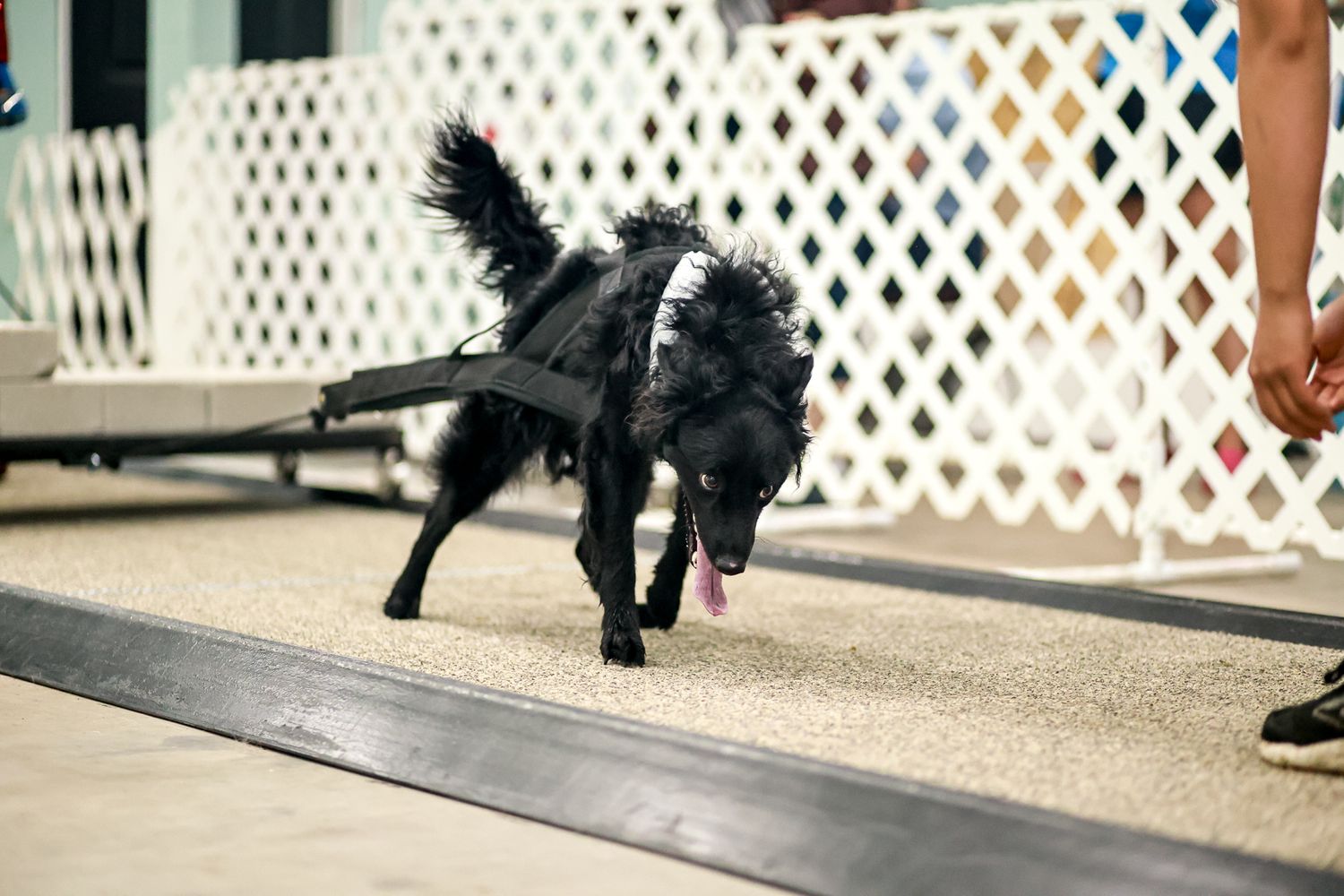 Black poodle dog running with tongue out at an indoor agility competition event.
