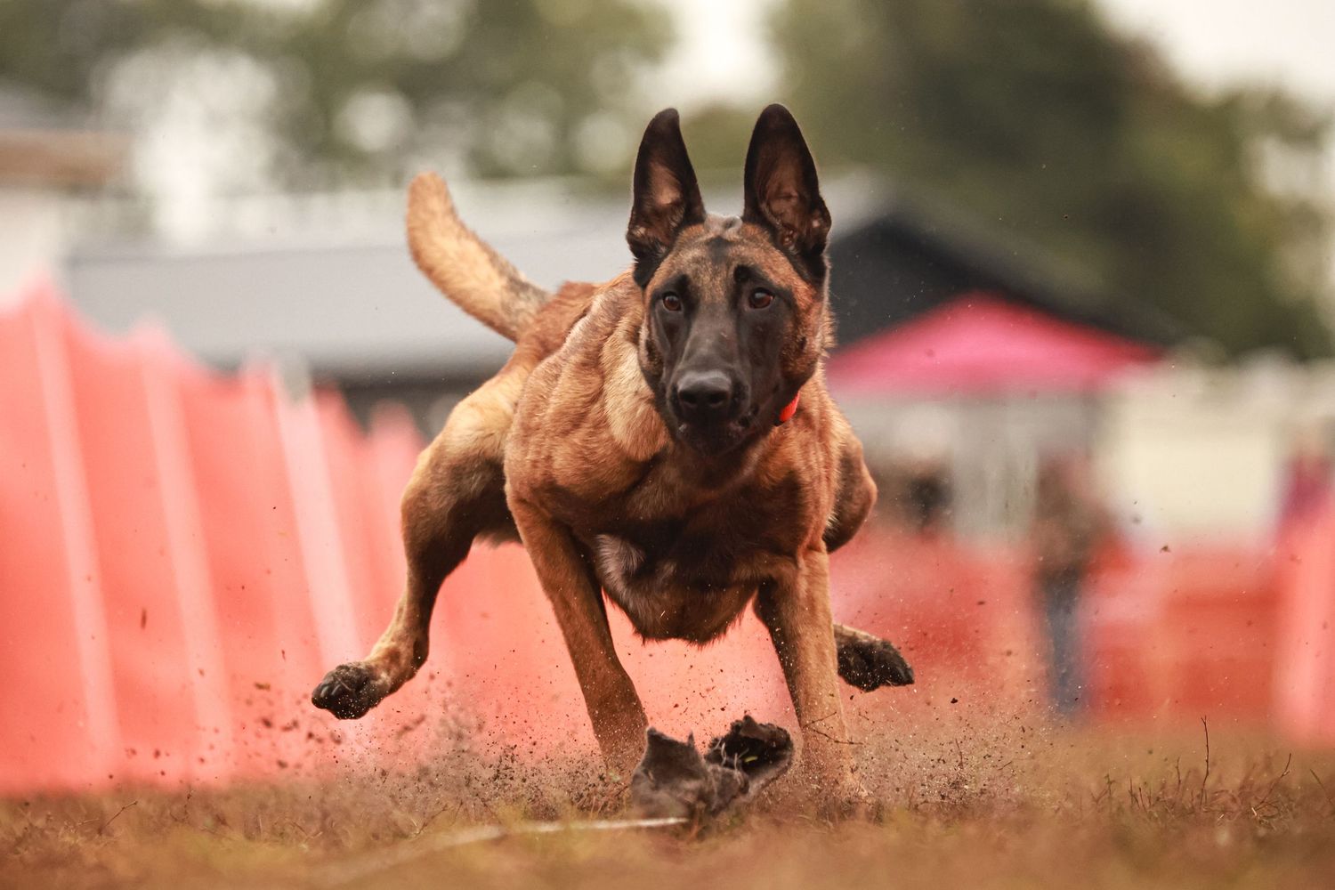 Athletic dog leaps dramatically through the air during agility competition.