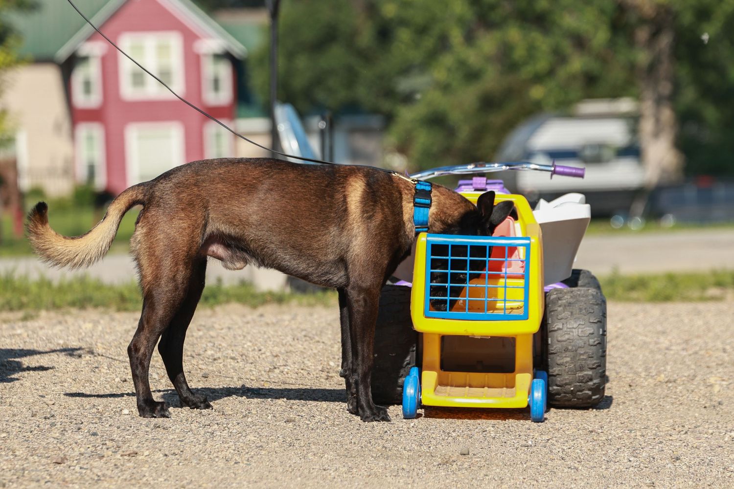Dog approaches colorful training equipment in an outdoor setting.
