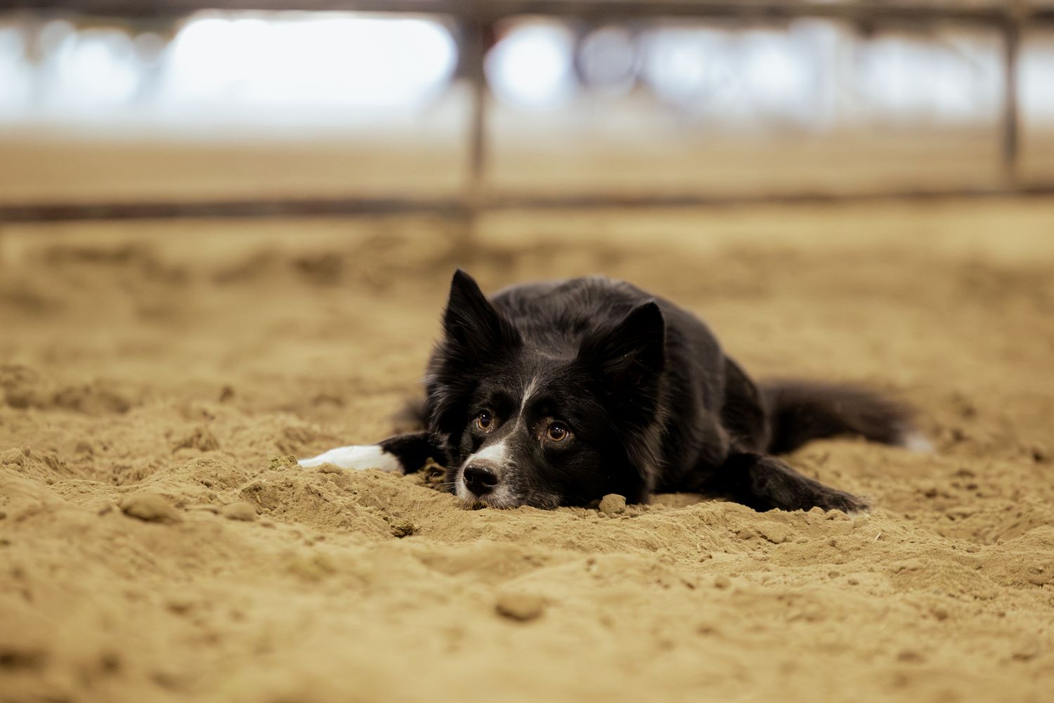 A black and white Border Collie dog lying on sandy ground in a relaxed position.