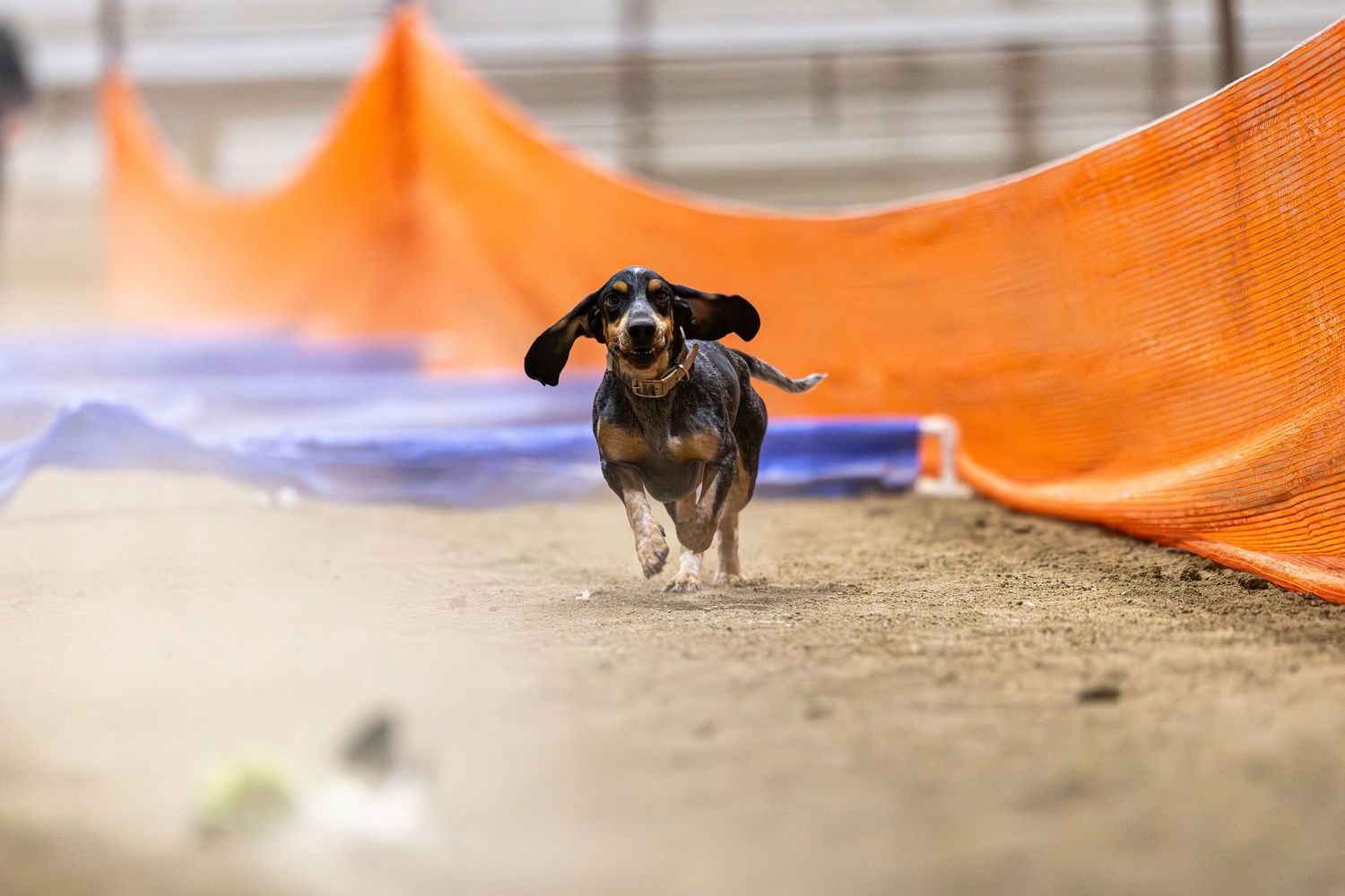 A small dog plays and runs under a bright orange parachute canopy in an outdoor setting.