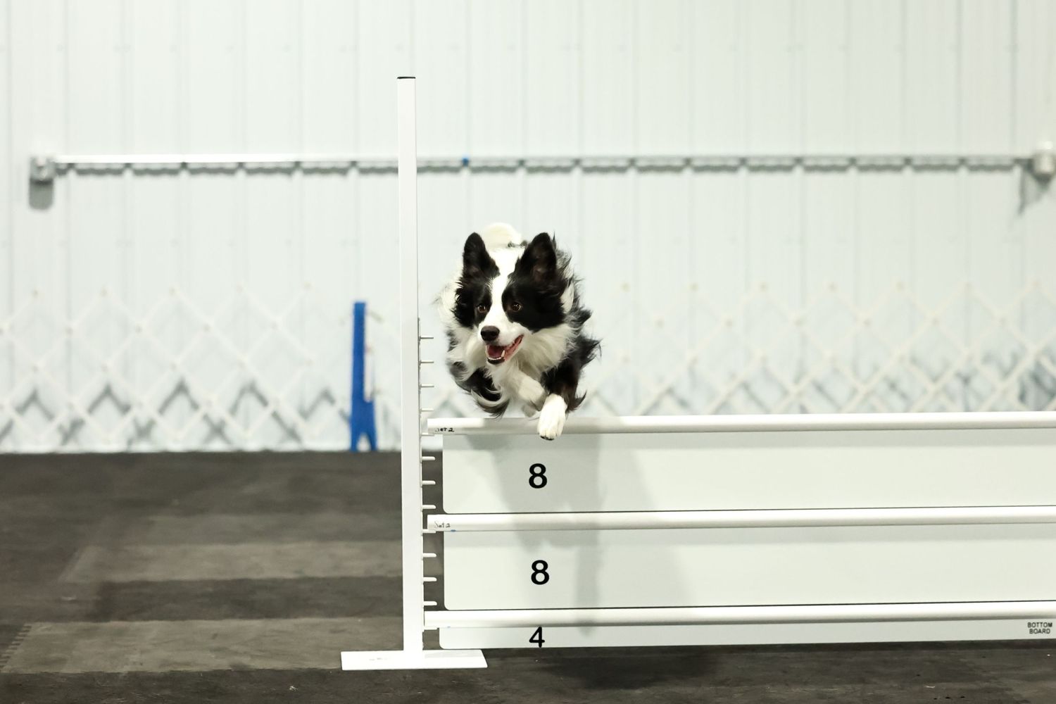 A cat sits perched on a white shelf displaying impressive balance and agility.