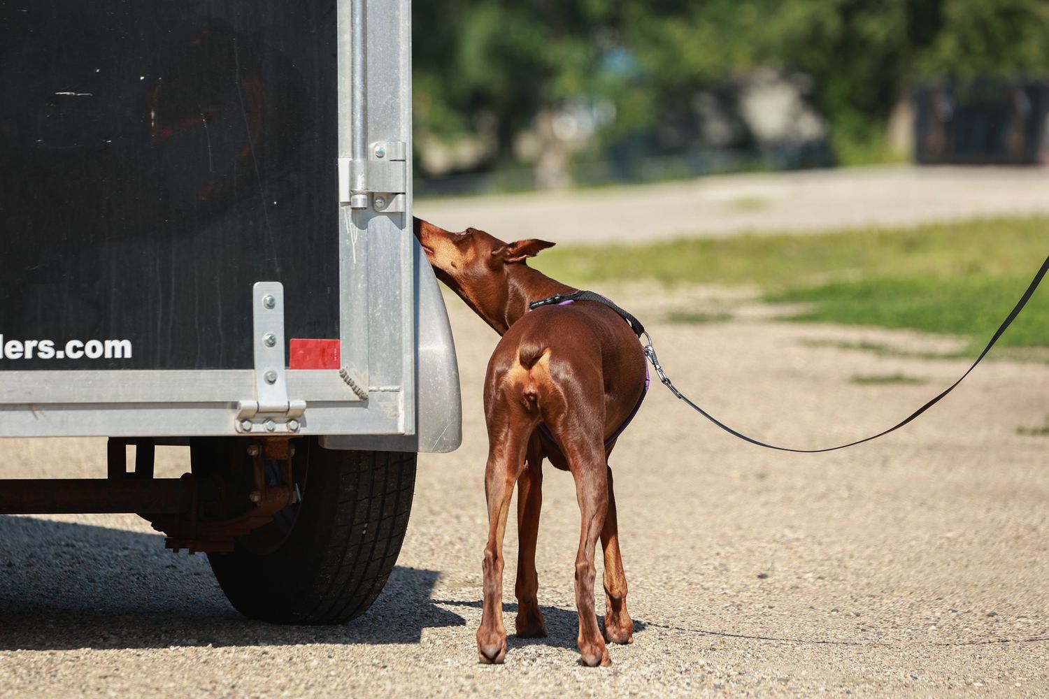 Brown dog follows training commands near a parked trailer.
