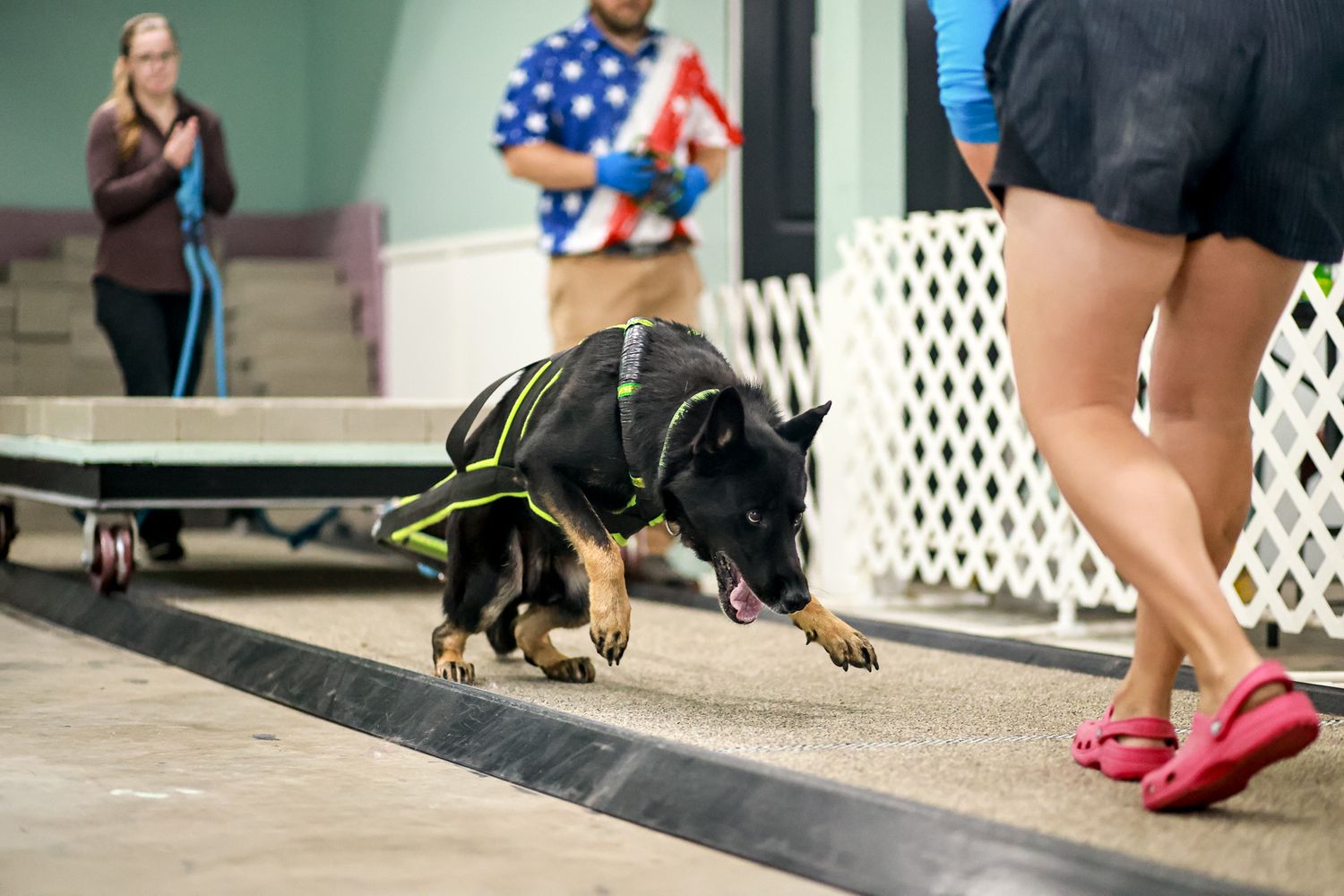 A German Shepherd dog in a yellow harness sniffing the ground at an indoor dog agility training event.